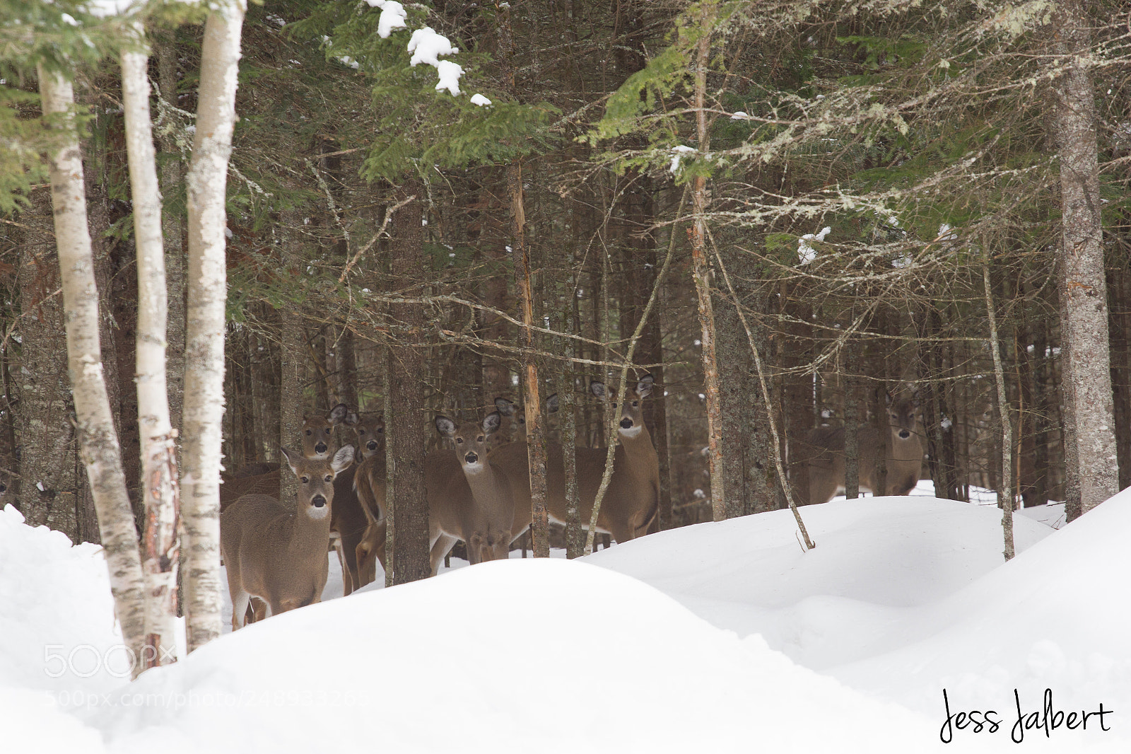 Canon EOS 550D (EOS Rebel T2i / EOS Kiss X4) sample photo. Oh deer i am photography