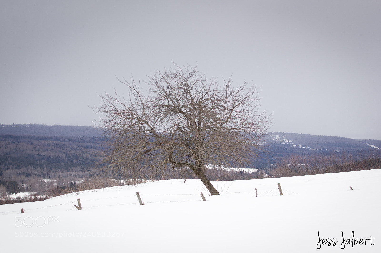 Canon EOS 550D (EOS Rebel T2i / EOS Kiss X4) sample photo. Lone tree photography