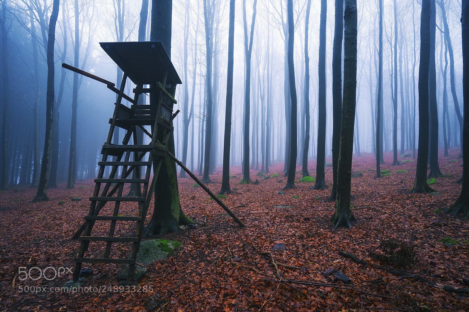 Sony a7 II sample photo. Wald - odenwald photography