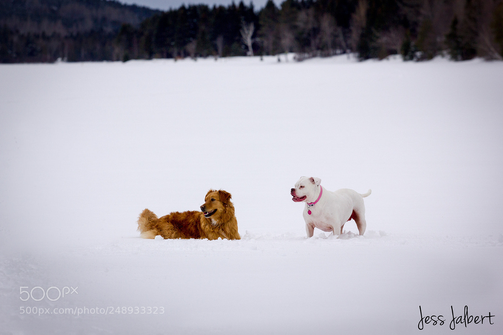 Canon EOS 550D (EOS Rebel T2i / EOS Kiss X4) sample photo. Dogs on lake photography