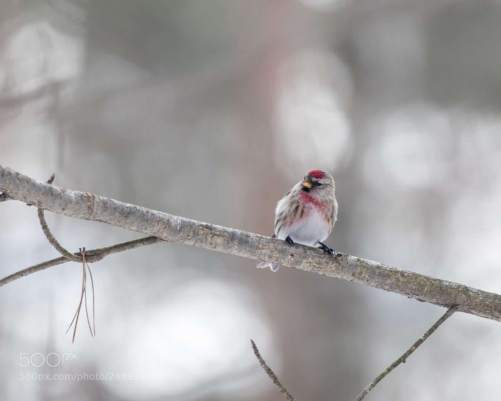 Canon EOS 80D sample photo. Common redpoll photography