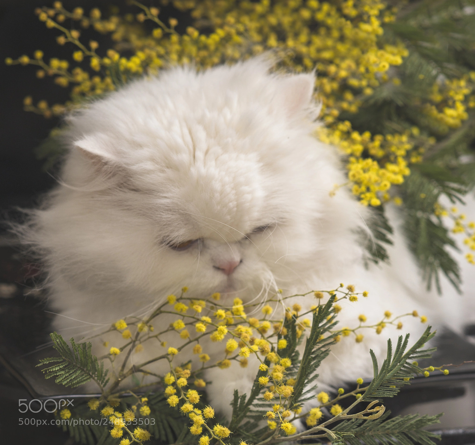 Nikon D610 sample photo. Весна photography