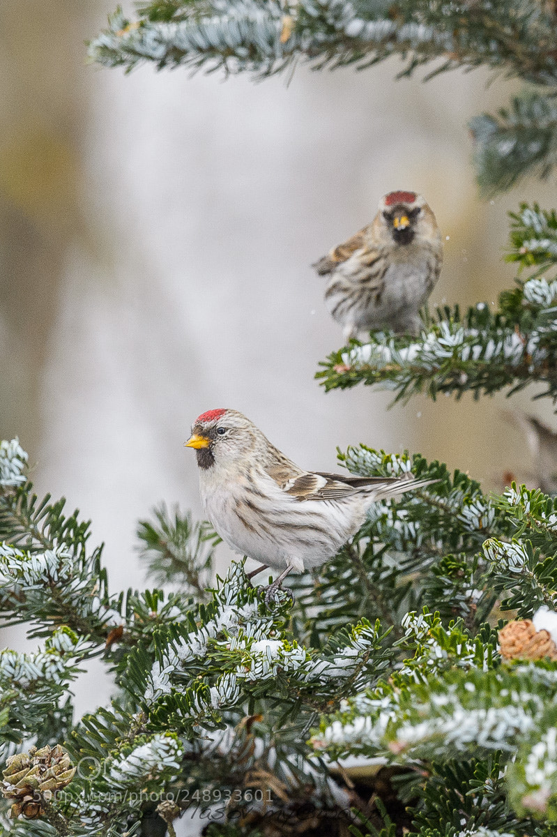 Nikon D4S sample photo. Common redpoll photography