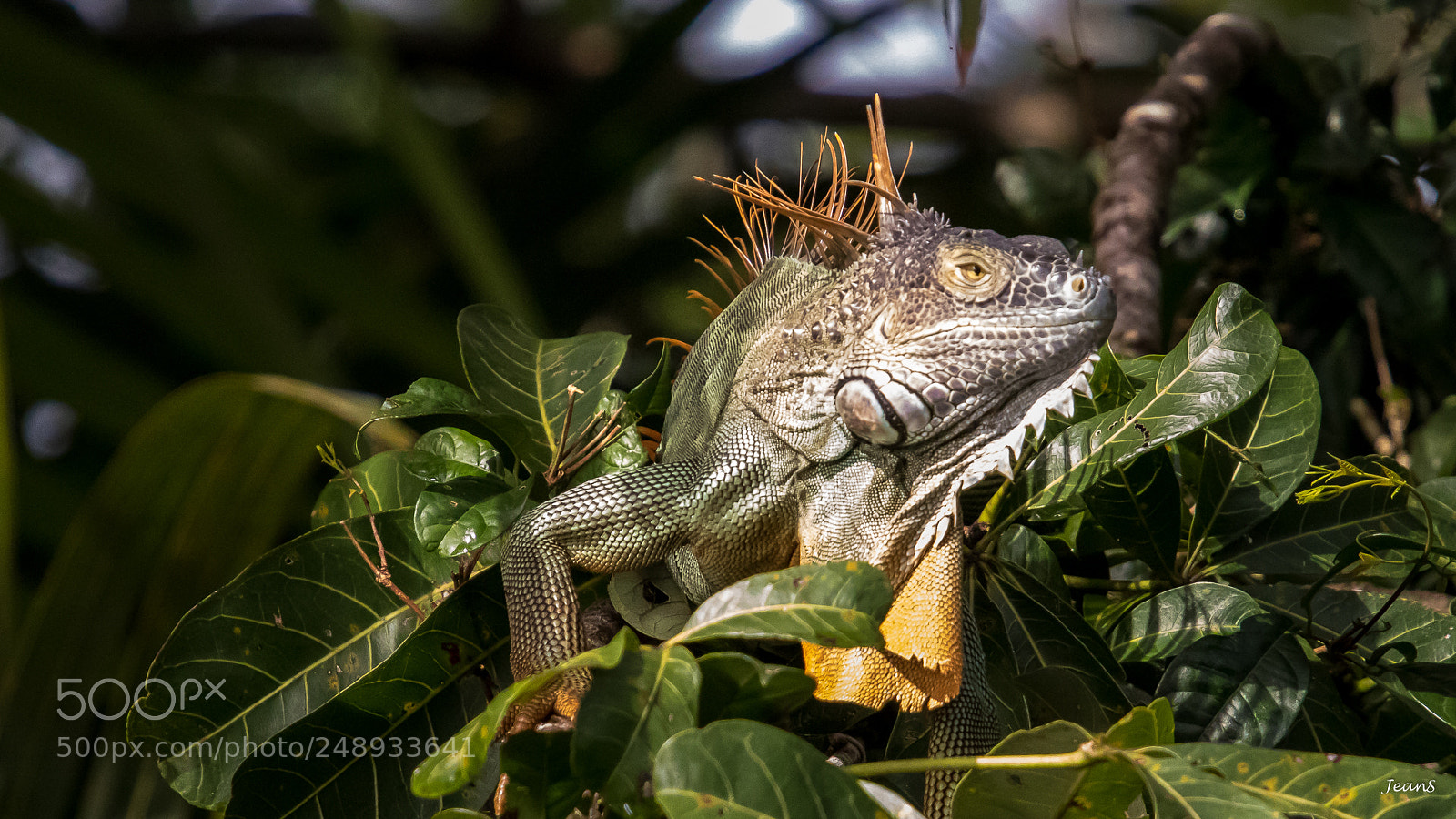 Canon EOS 80D sample photo. Green iguana (# 1 of 5) photography