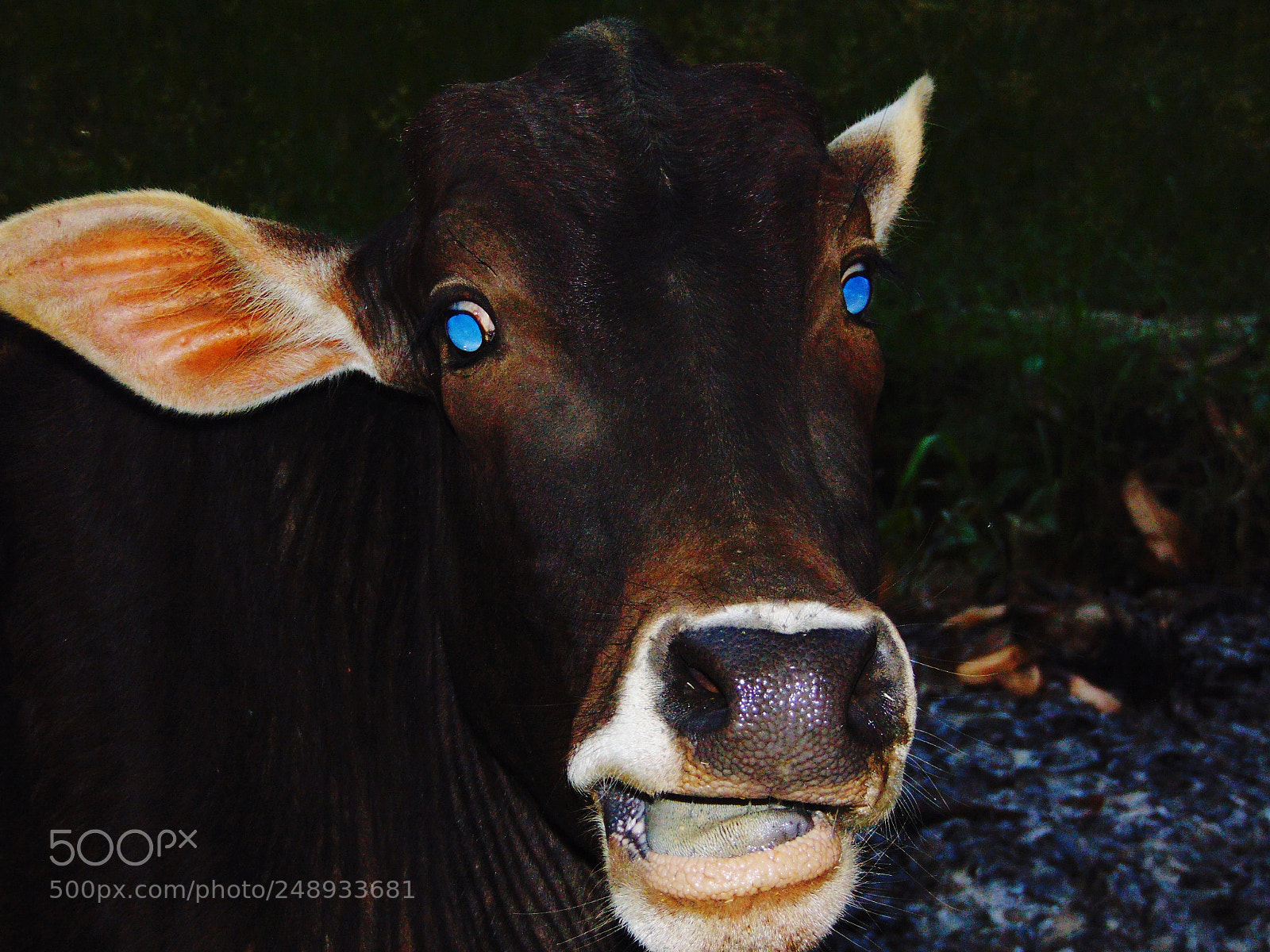 Sony Cyber-shot DSC-H300 sample photo. Blue eyes hypnotise photography
