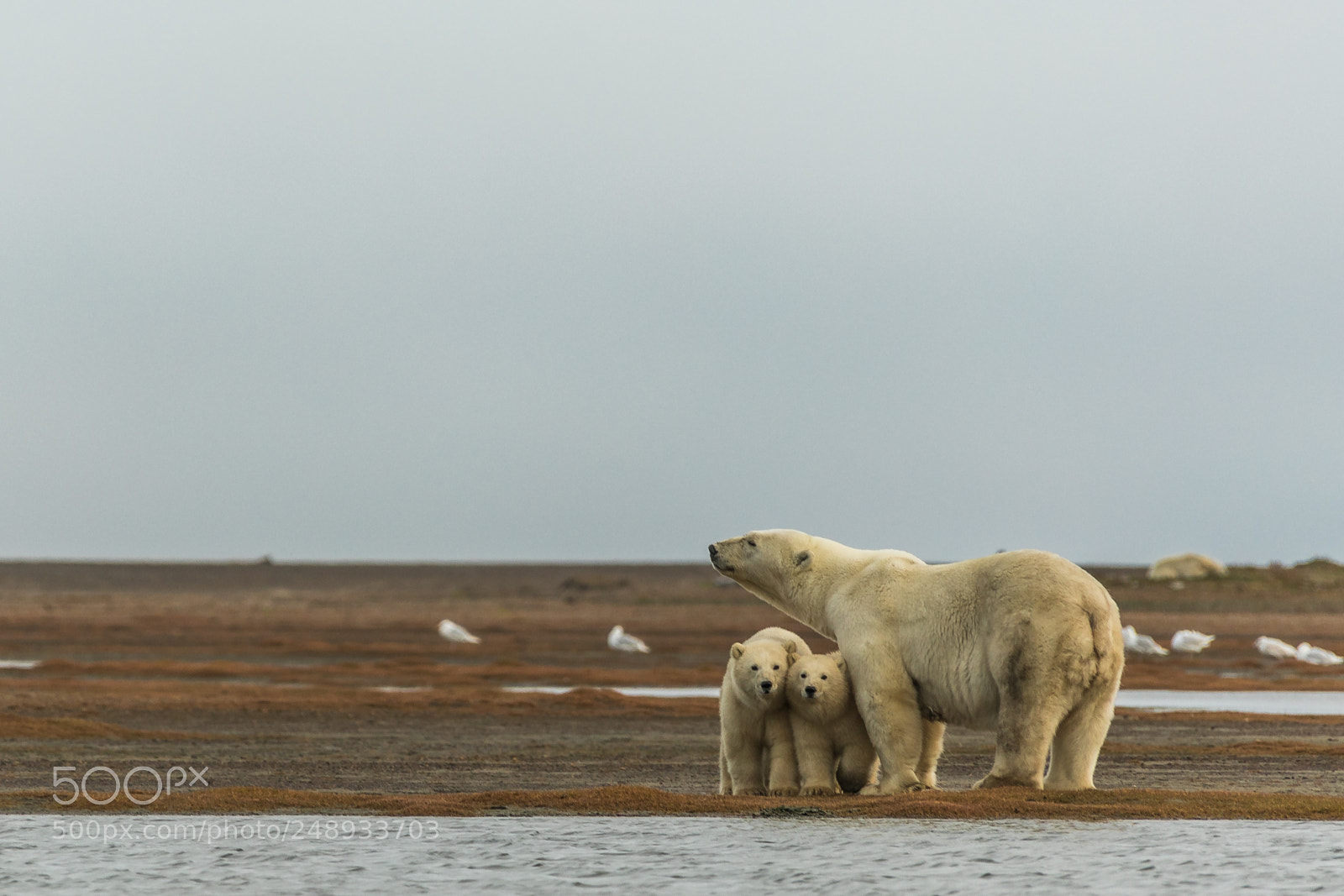 Canon EOS 5D Mark IV sample photo. Polar bear mother and photography