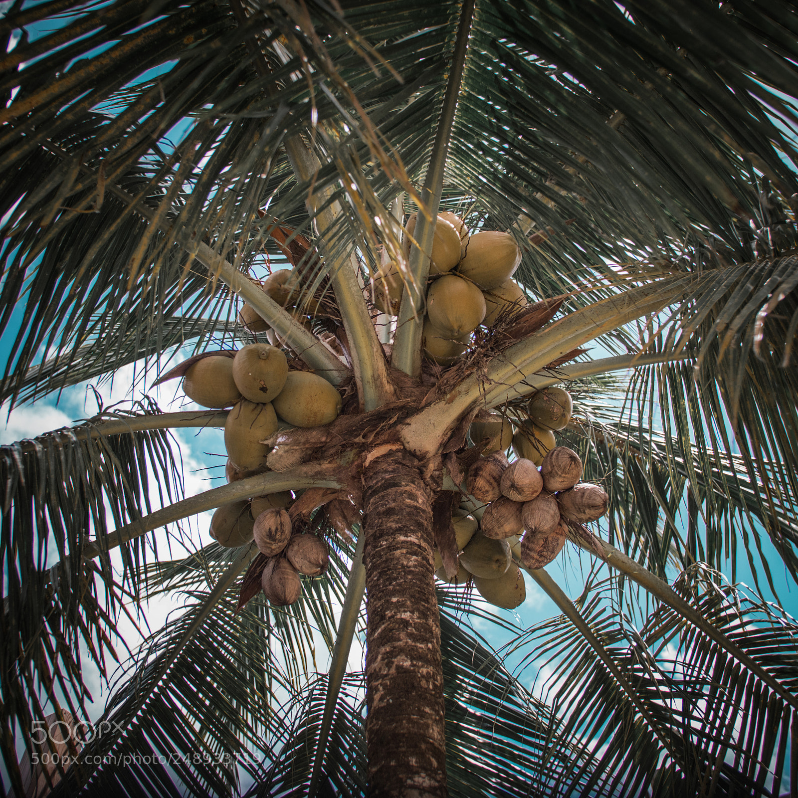 Panasonic Lumix DC-GH5 sample photo. The more palm trees photography