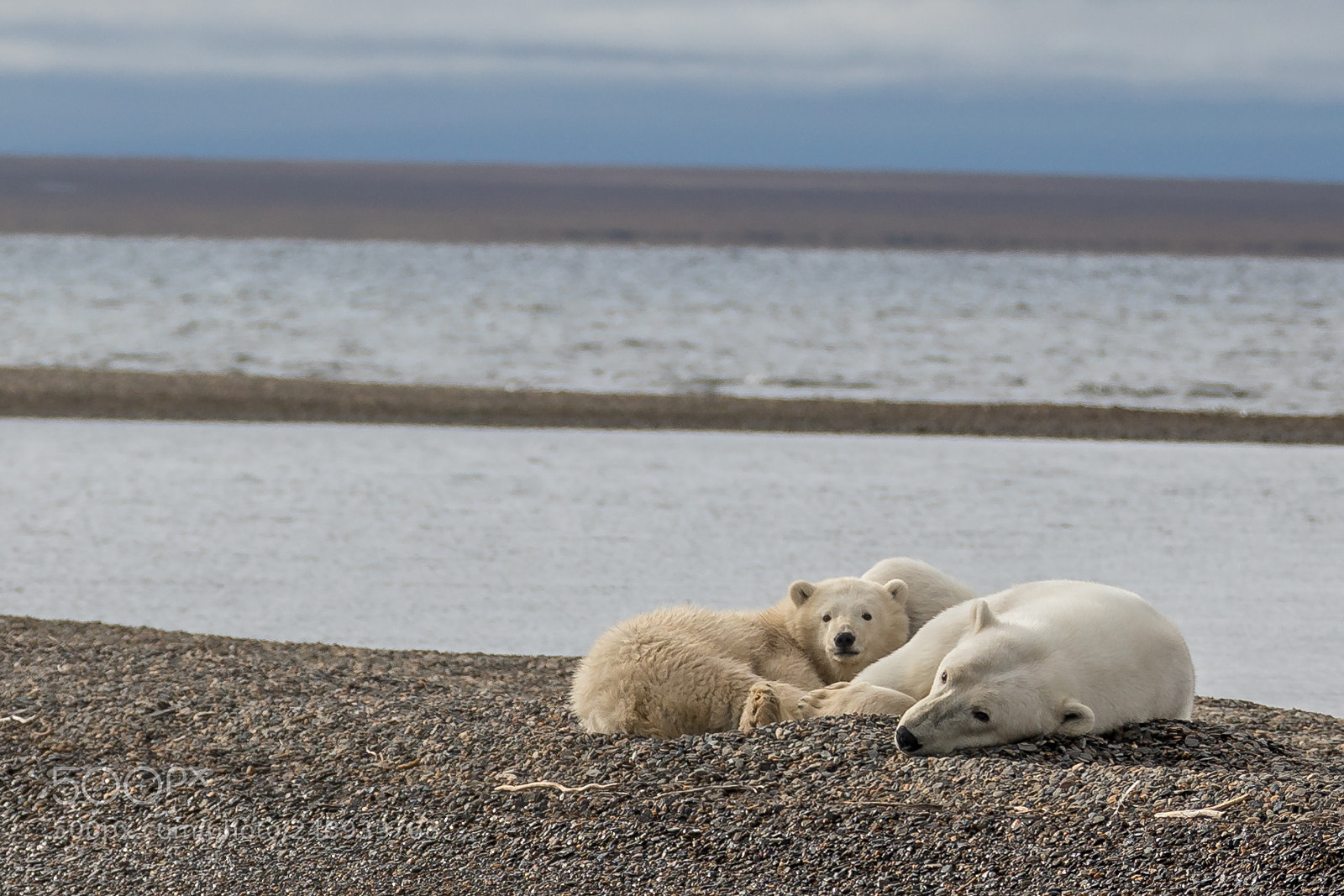 Canon EOS 5D Mark IV sample photo. Polar bear mother and photography