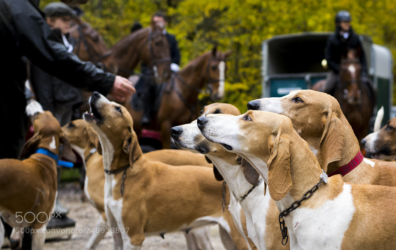 Nikon D3300 sample photo. Hunting with hounds photography