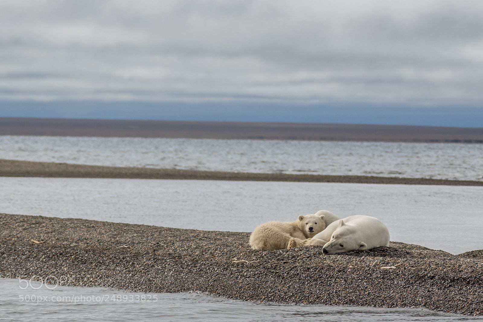 Canon EOS 5D Mark IV sample photo. Polar bear mother and photography
