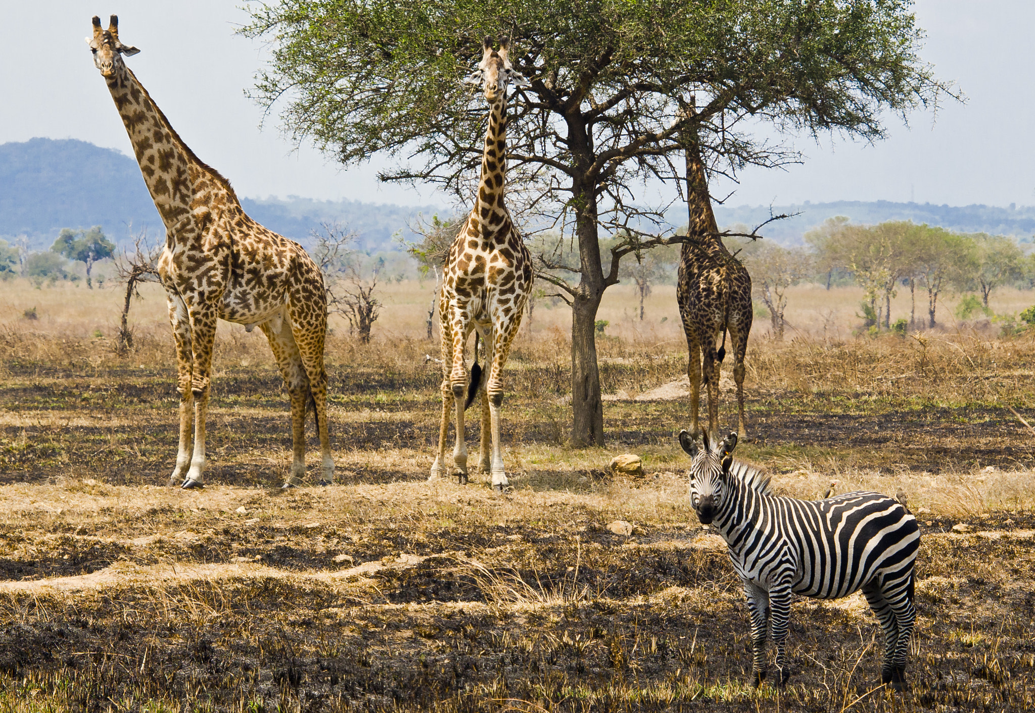 Olympus E-5 sample photo. Animals in tanzania photography