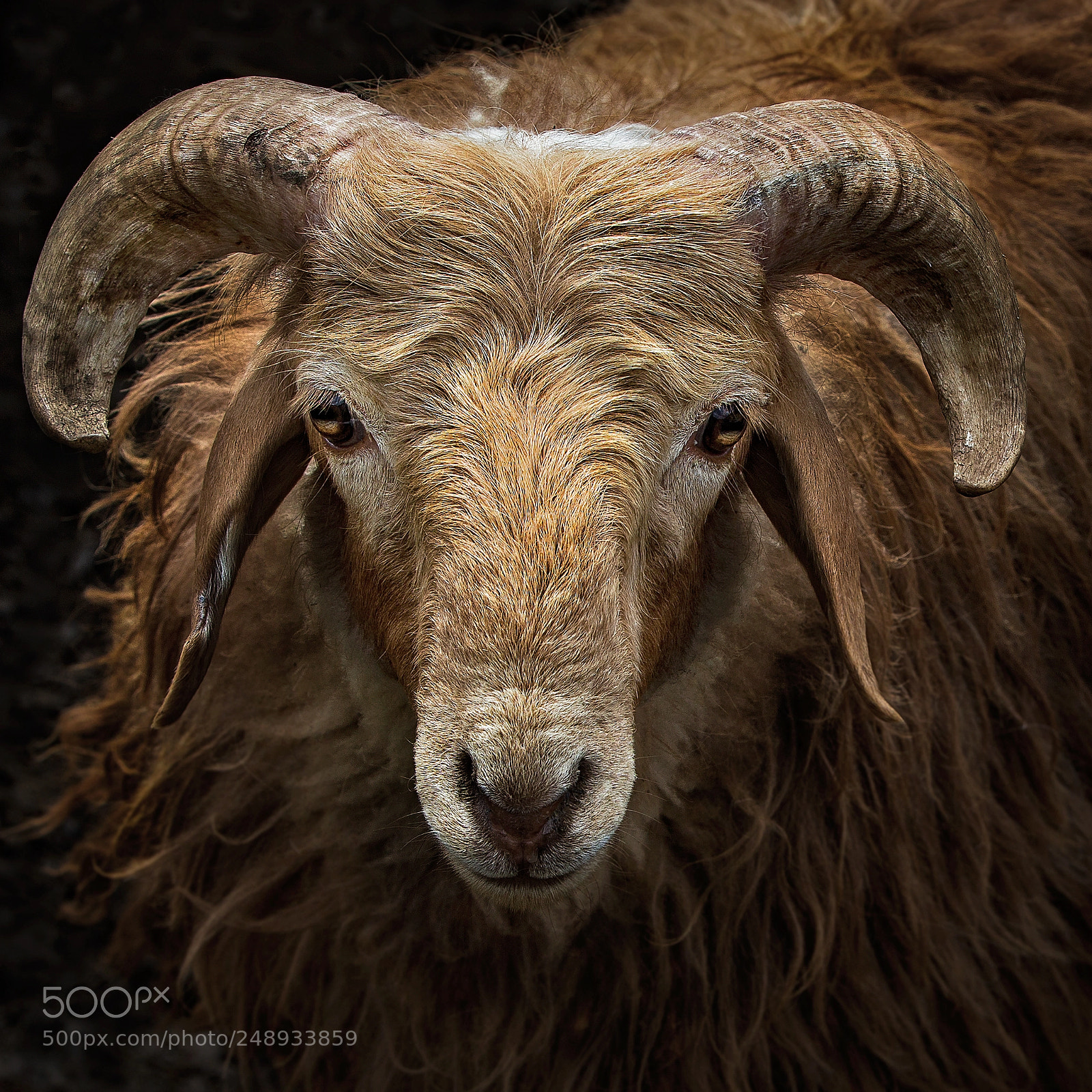 Canon EOS-1D X sample photo. Portrait of sheep 6 photography