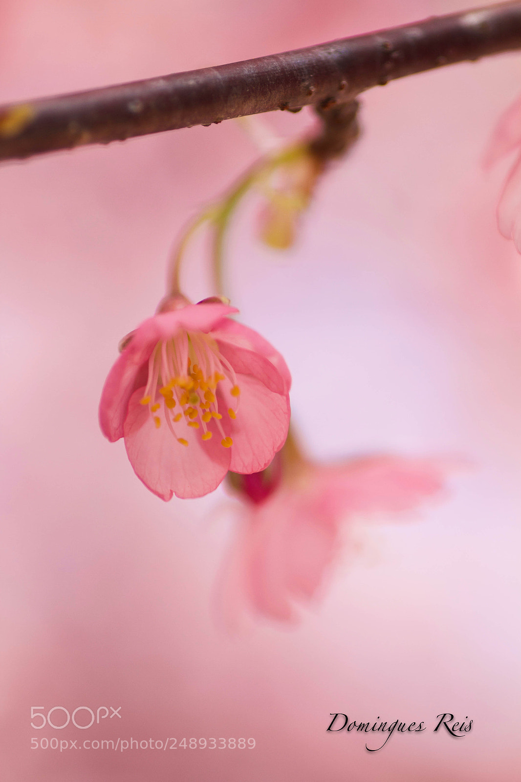 Canon EOS 7D sample photo. Sakura 2018 photography