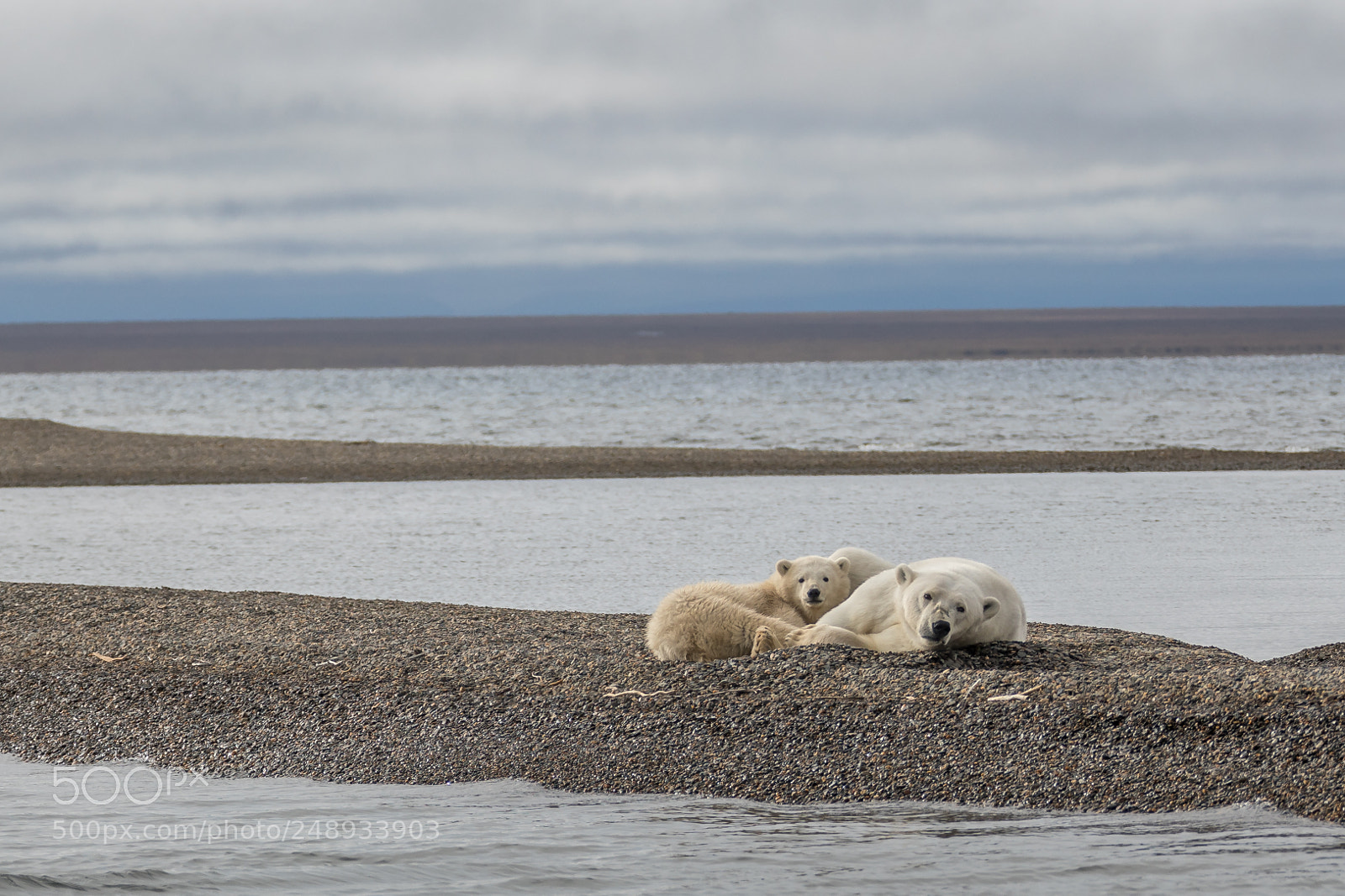 Canon EOS 5D Mark IV sample photo. Polar bear mother and photography