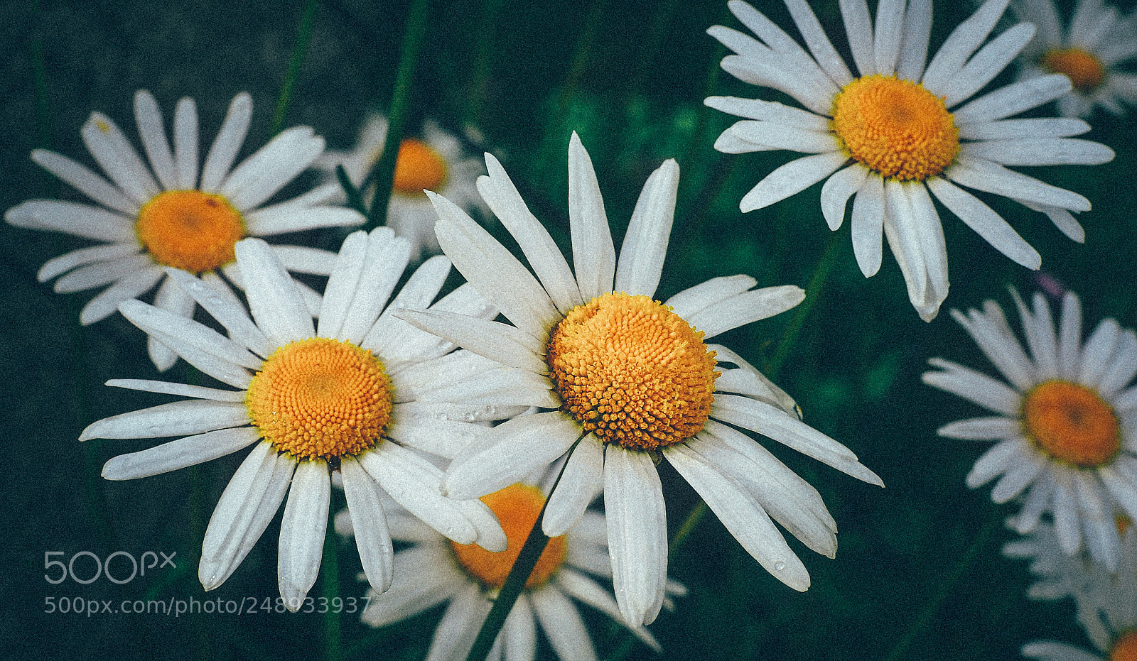 Nikon D700 sample photo. Chamomile photography