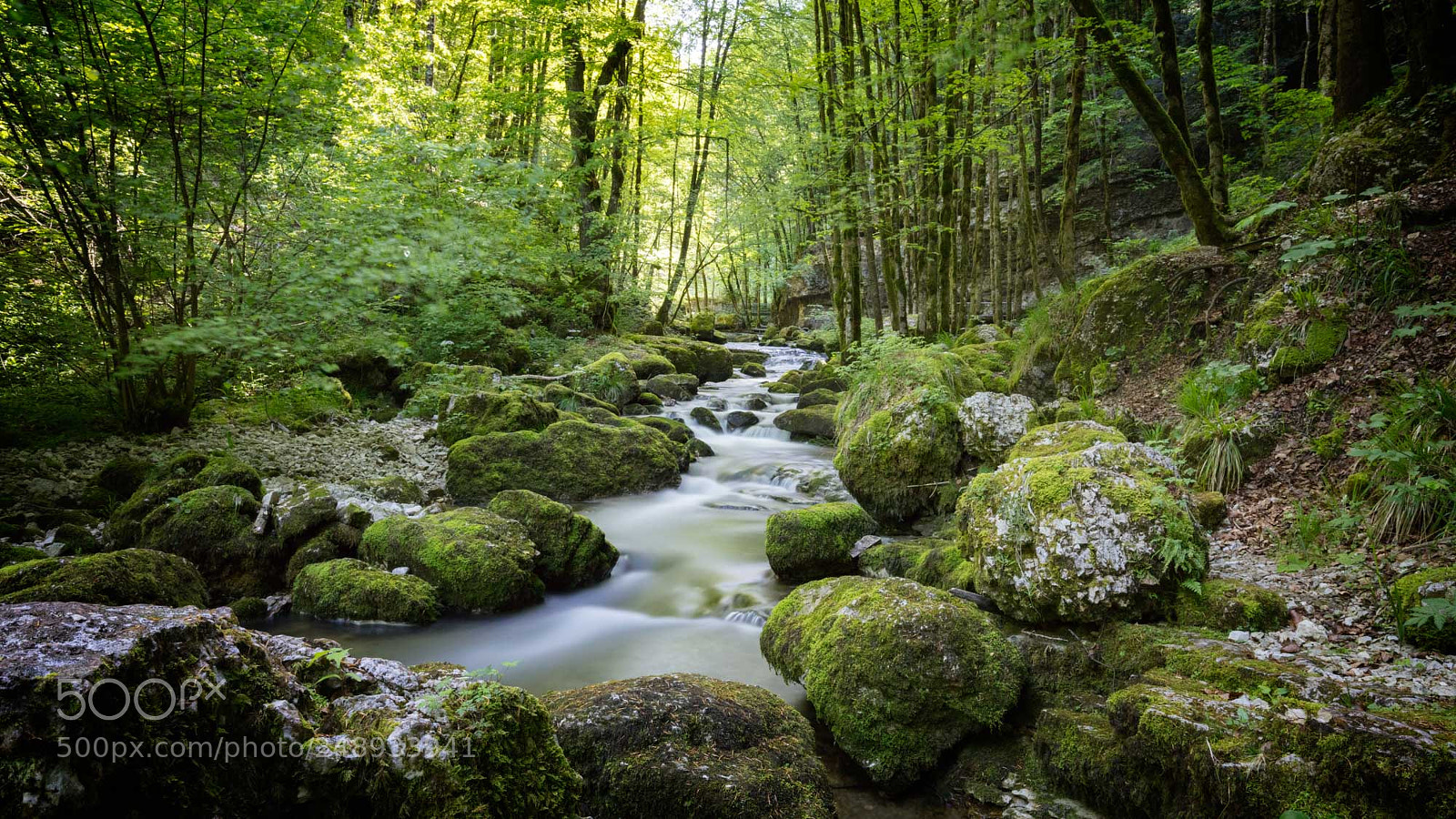Canon EOS 5DS R sample photo. Herisson photography
