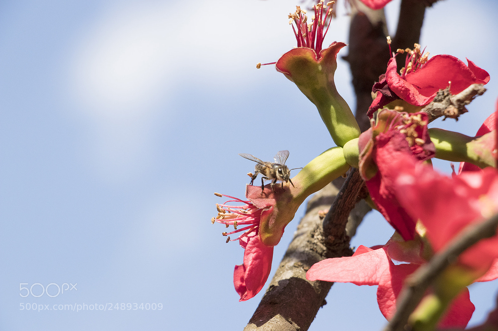 Canon EOS 80D sample photo. Busy bee Ⅱ photography