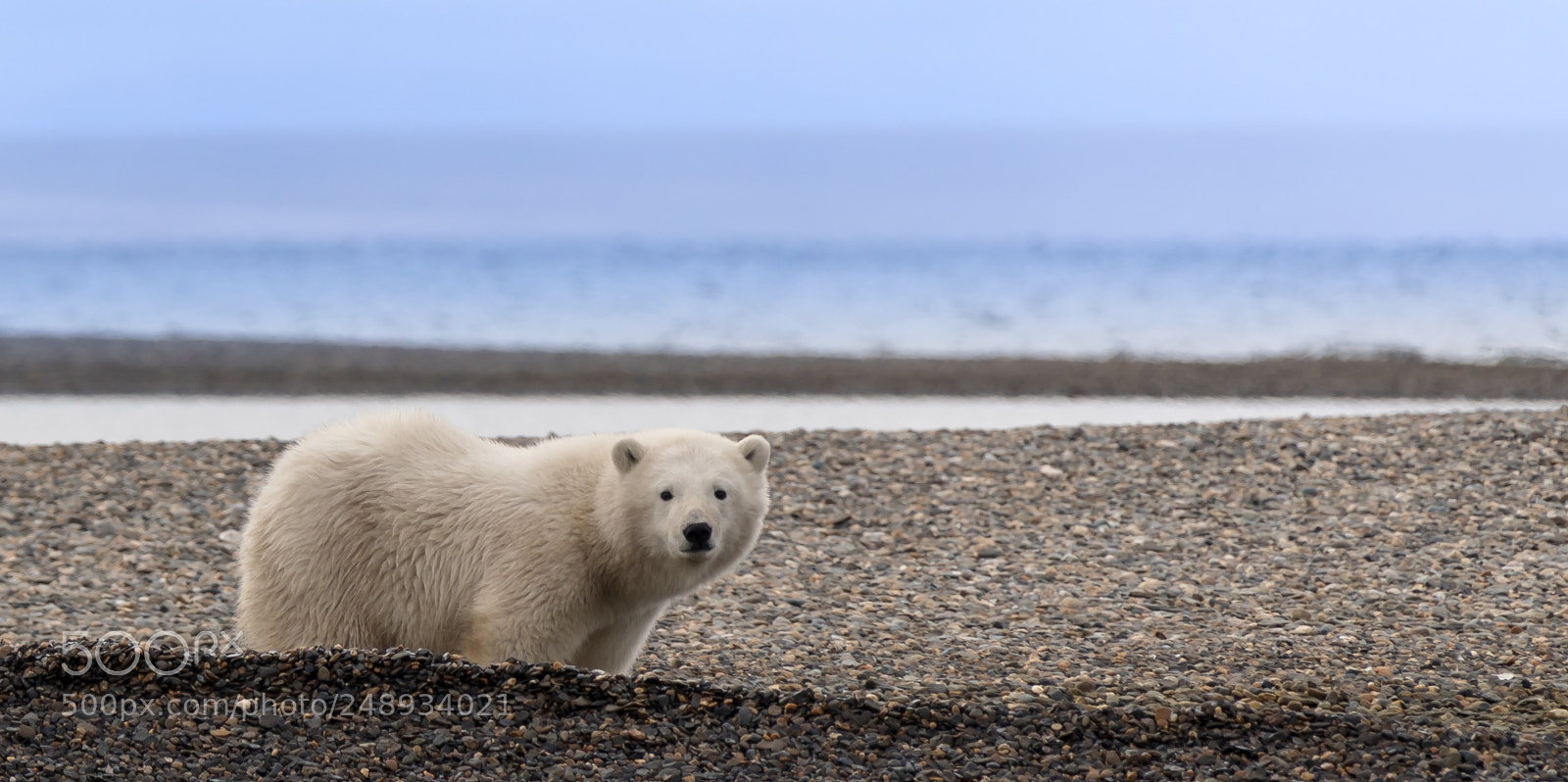 Canon EOS 5D Mark IV sample photo. Lone polar bear cub photography