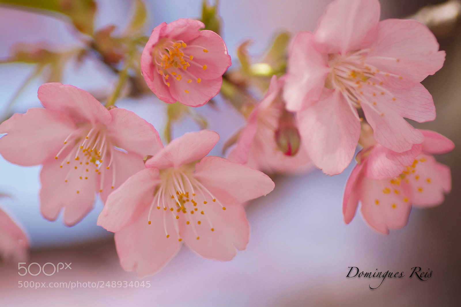 Canon EOS 7D sample photo. Sakura 2 photography
