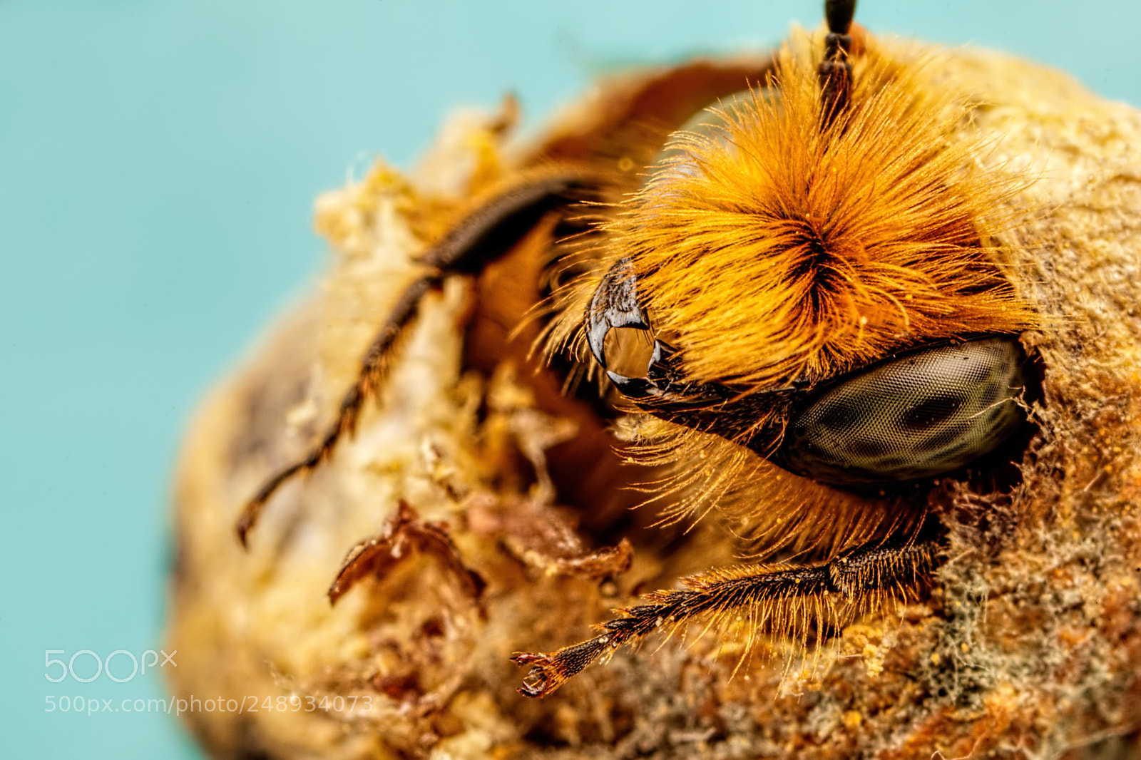 Canon EOS 80D sample photo. Blue mason bee birth photography