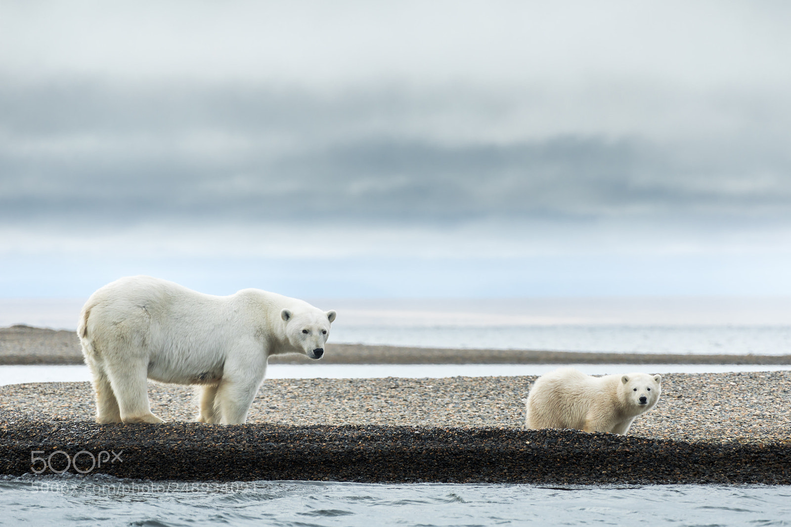 Canon EOS 5D Mark IV sample photo. Polar bear mother and photography