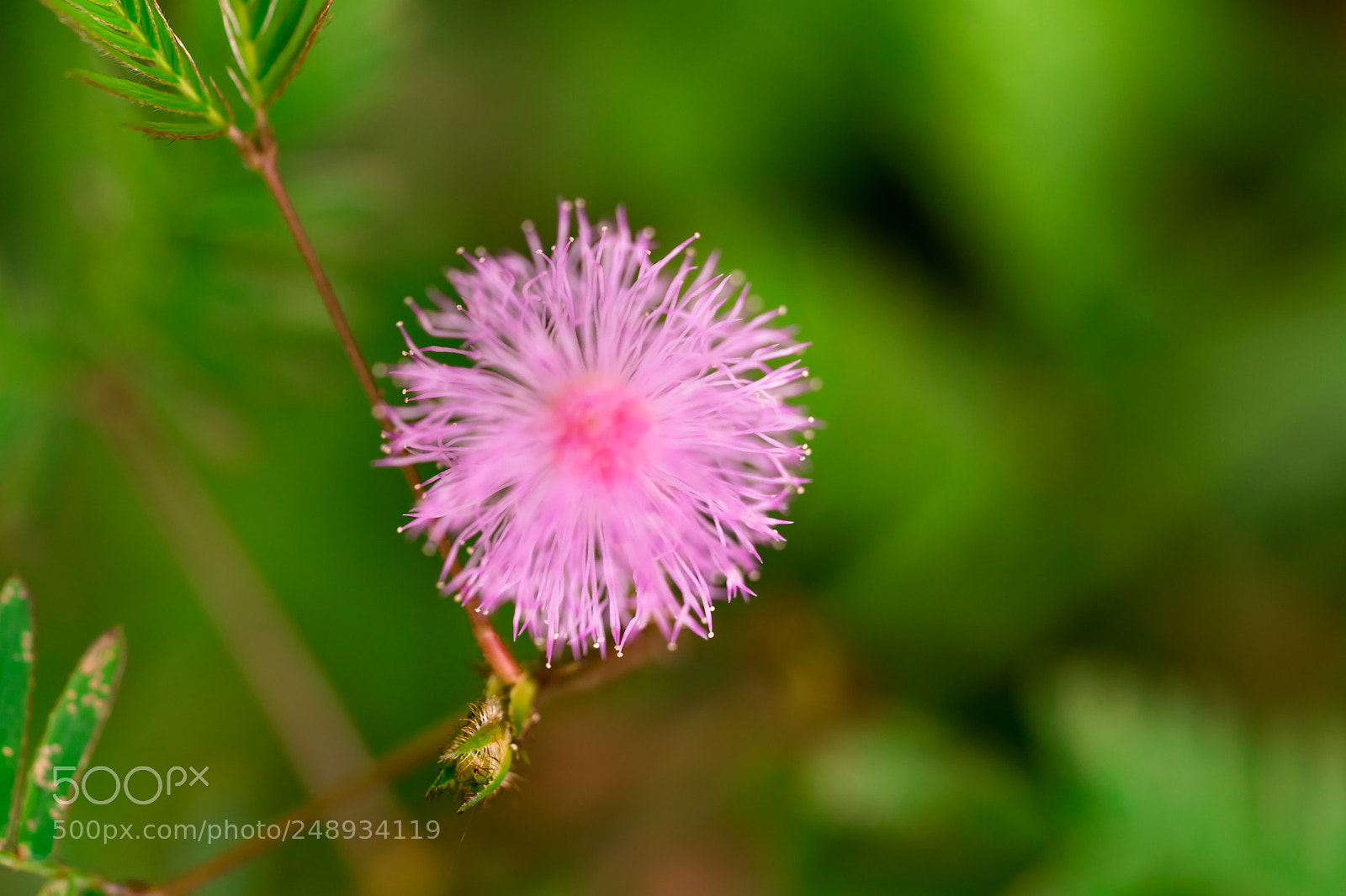 Sony a6500 sample photo. The pink in green photography