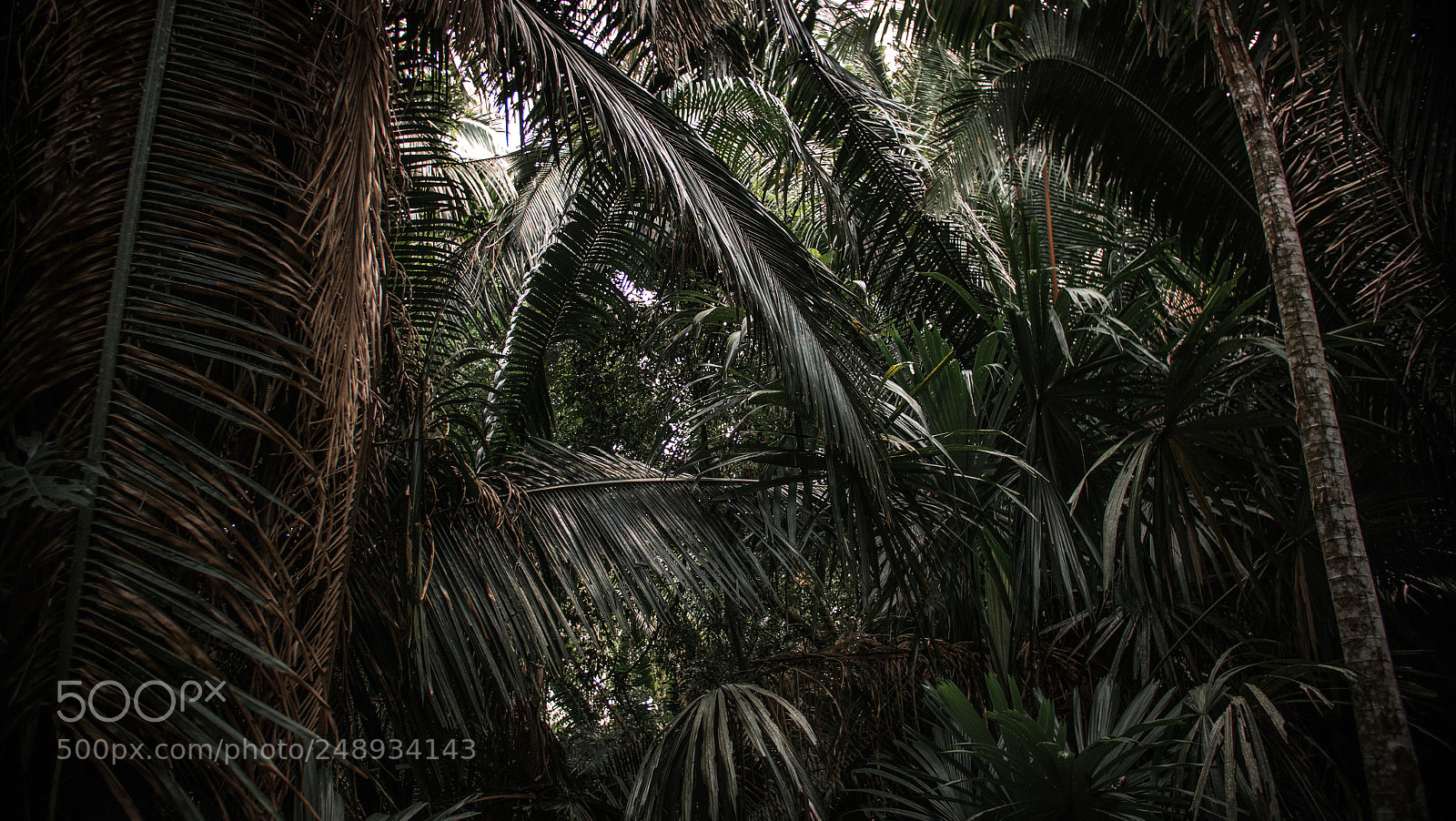 Panasonic Lumix DC-GH5 sample photo. Exploring the jungle around photography