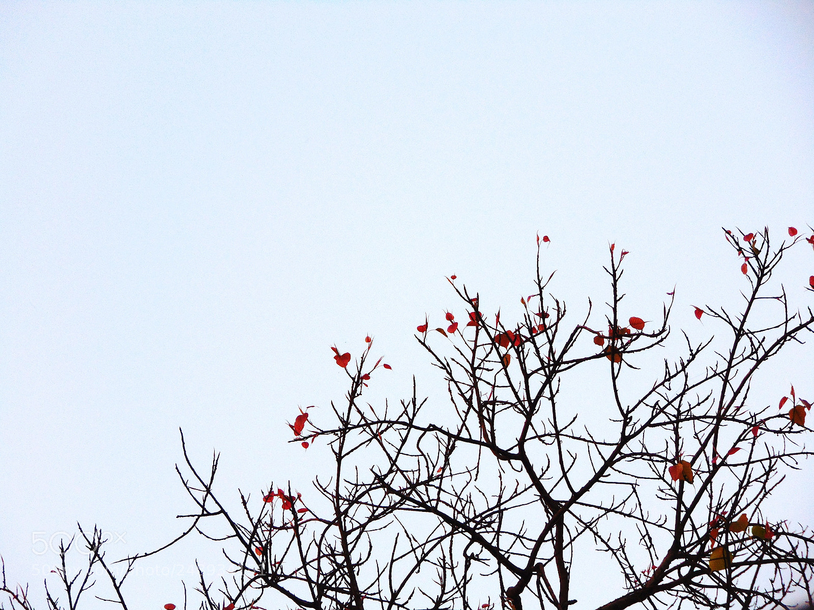 Sony Cyber-shot DSC-H300 sample photo. Red is beautiful photography