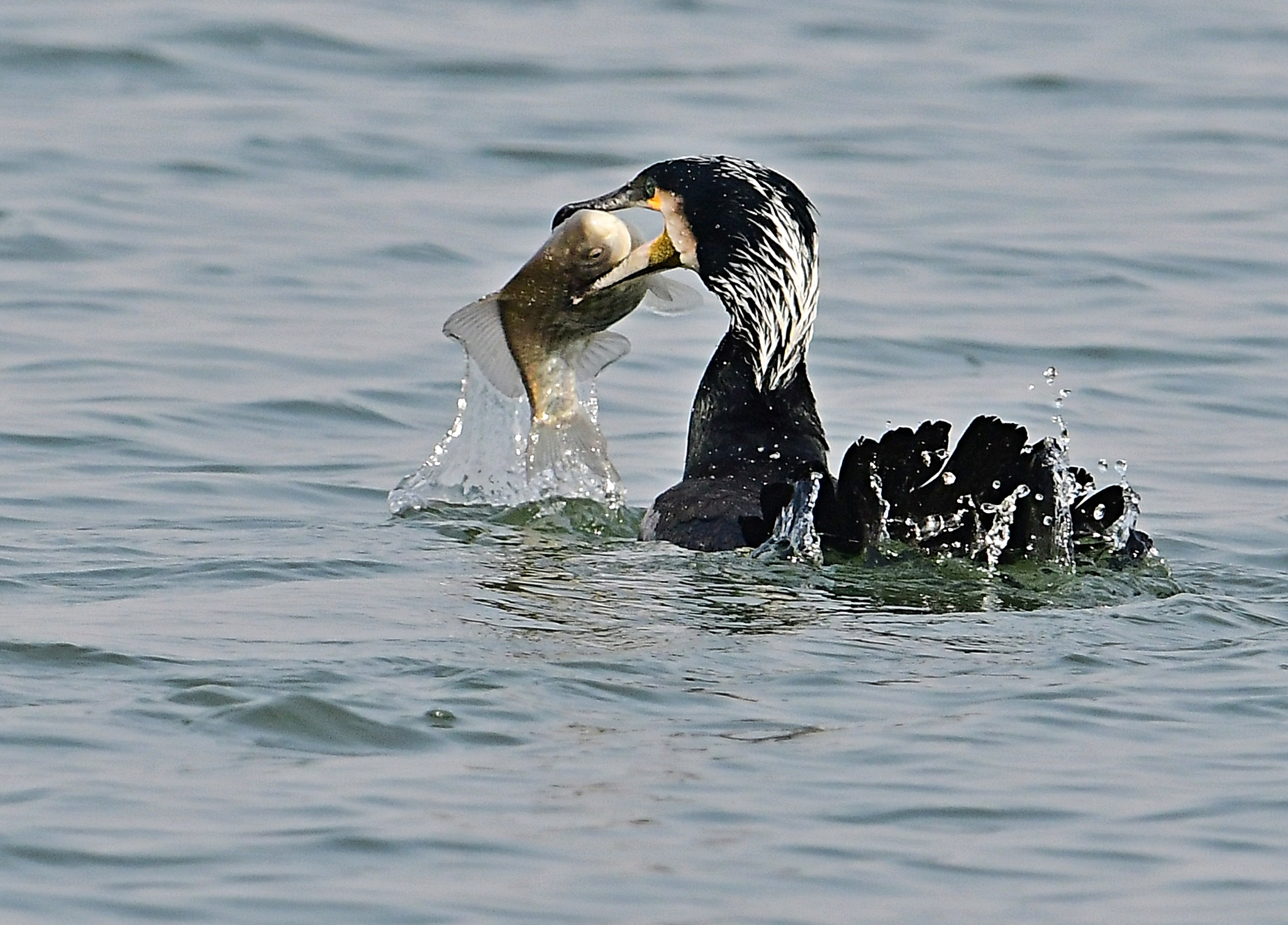 Nikon D500 + Nikon AF-S Nikkor 600mm F4G ED VR sample photo. Great cormorant photography