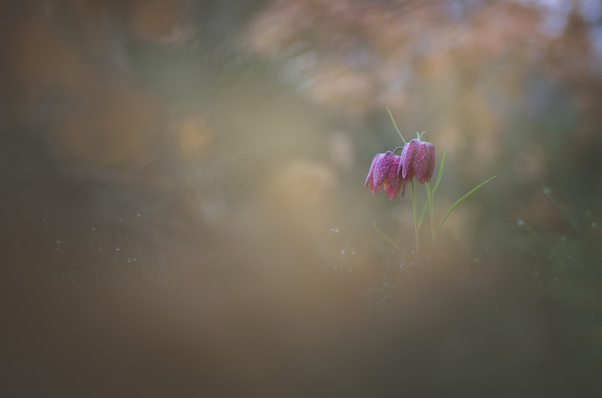 Pentax K-5 + Tamron SP AF 90mm F2.8 Di Macro sample photo. En couple photography