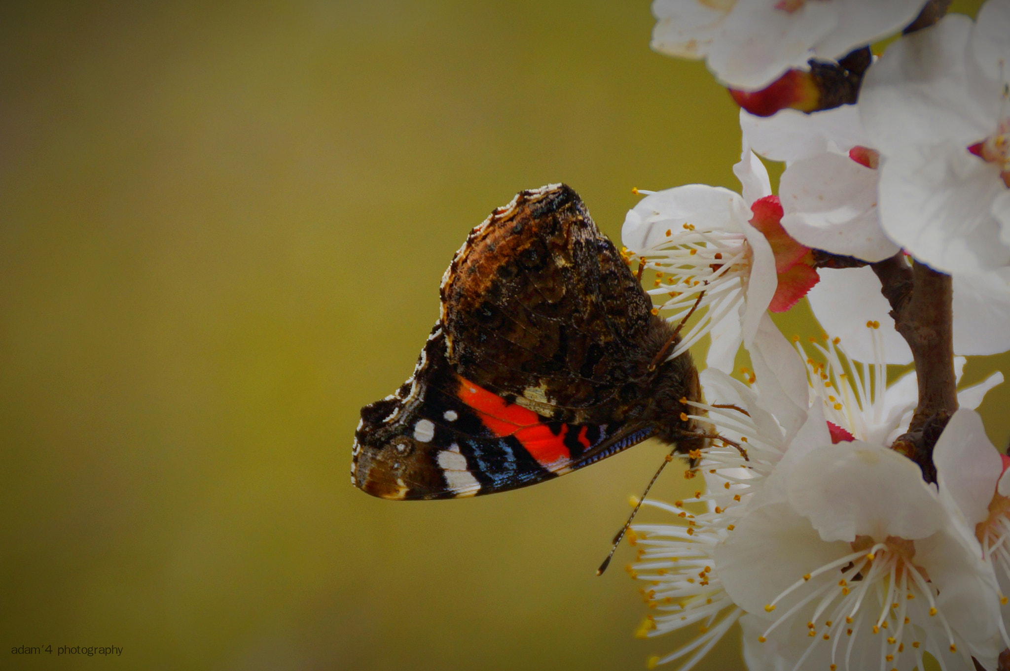 Sony DT 18-250mm F3.5-6.3 sample photo