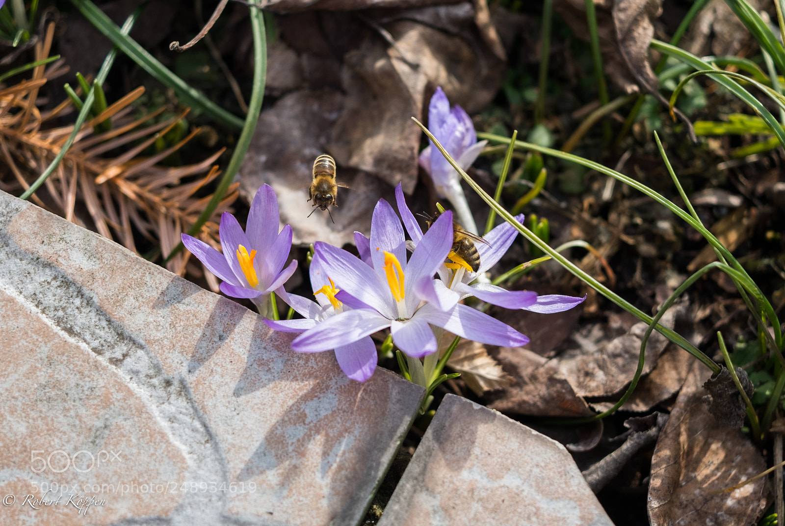 Fujifilm X-Pro1 sample photo. Bee photography