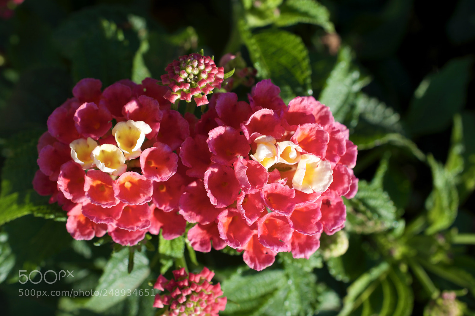Nikon D5200 sample photo. Rose photography