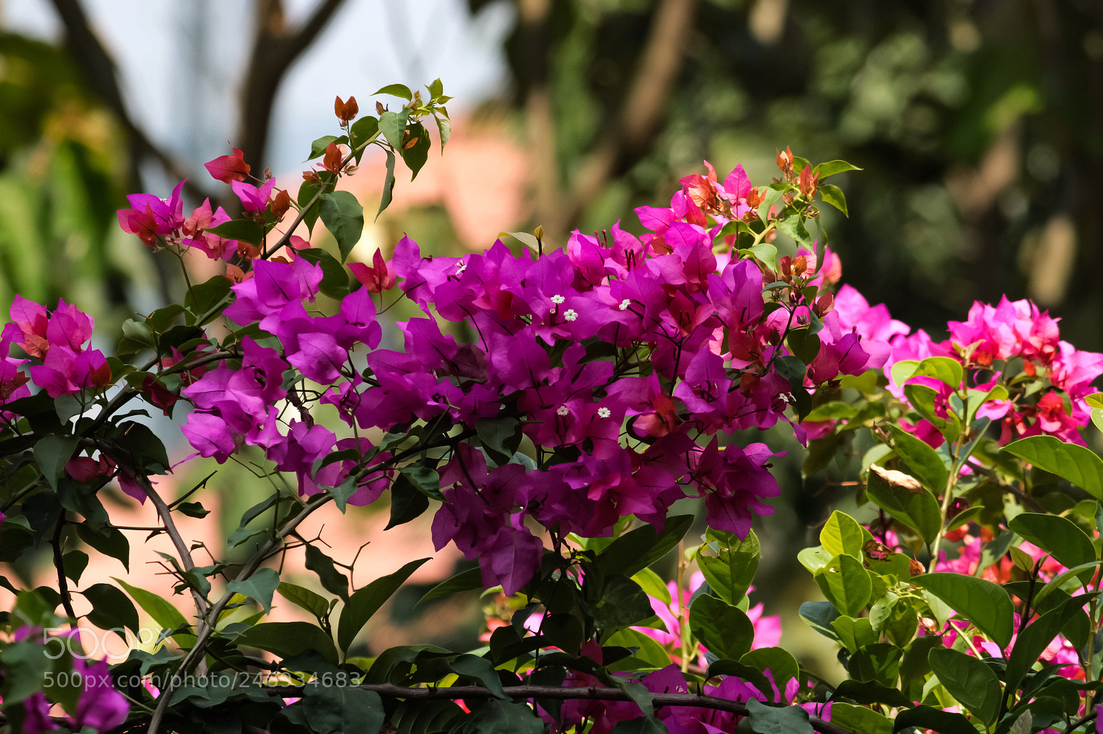 Canon EOS 1200D (EOS Rebel T5 / EOS Kiss X70 / EOS Hi) sample photo. Img photography