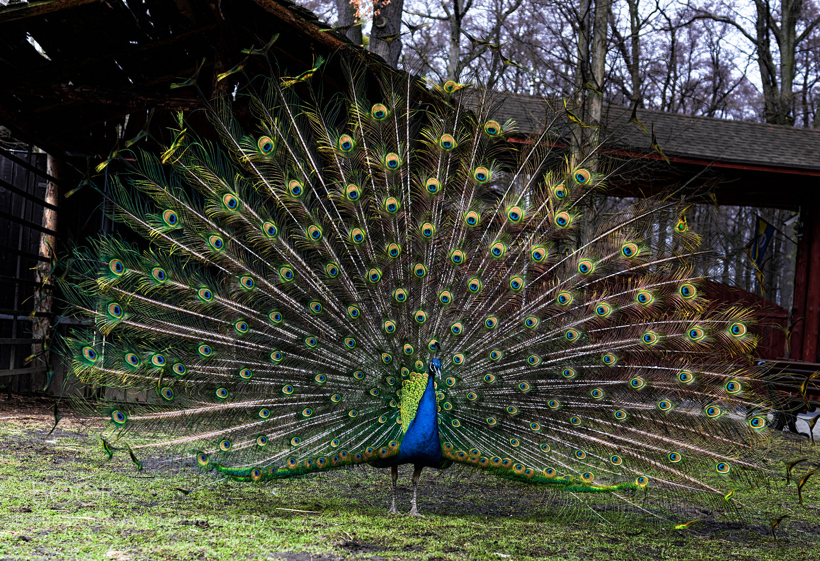 Pentax K-3 II sample photo. Peafowl photography