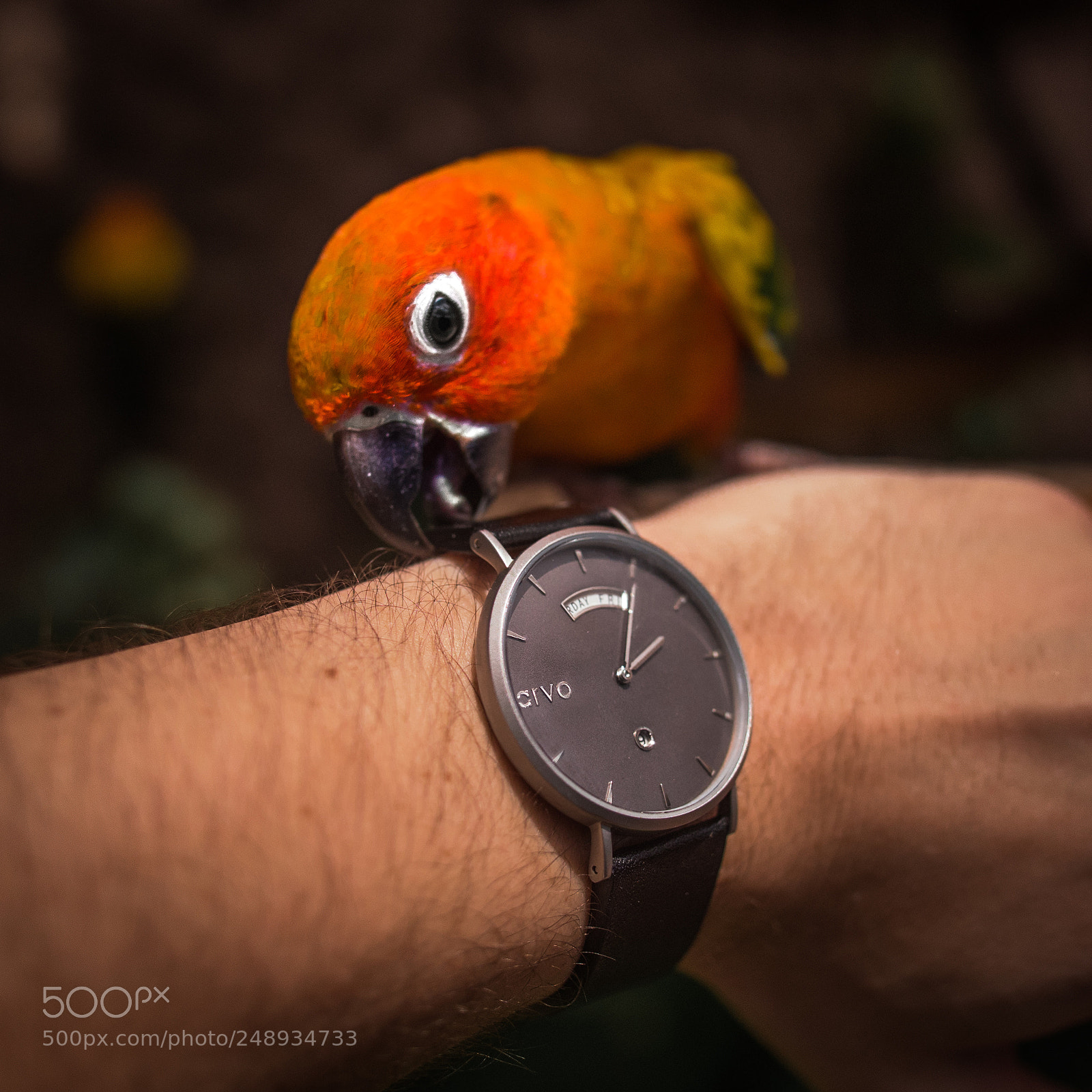 Panasonic Lumix DC-GH5 sample photo. This little guy likes photography