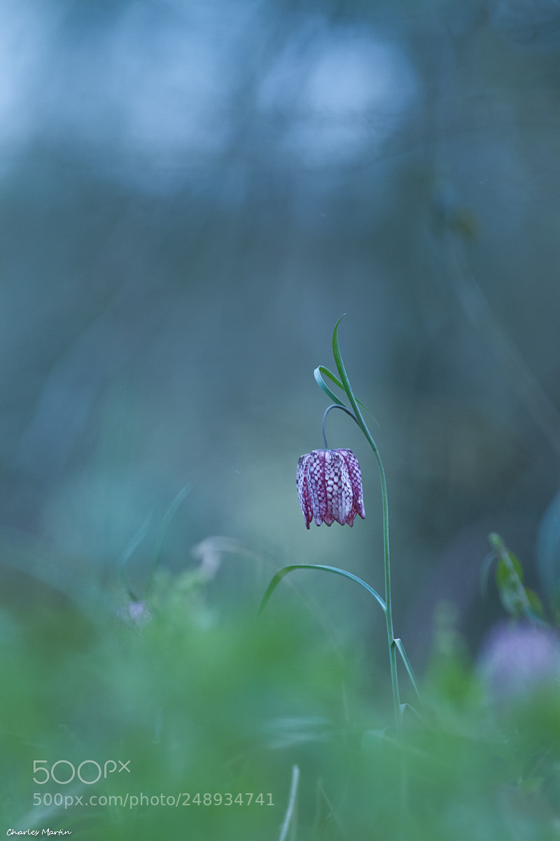 Canon EOS 7D sample photo. Fritillaire pintade (fritillaria meleagris) photography