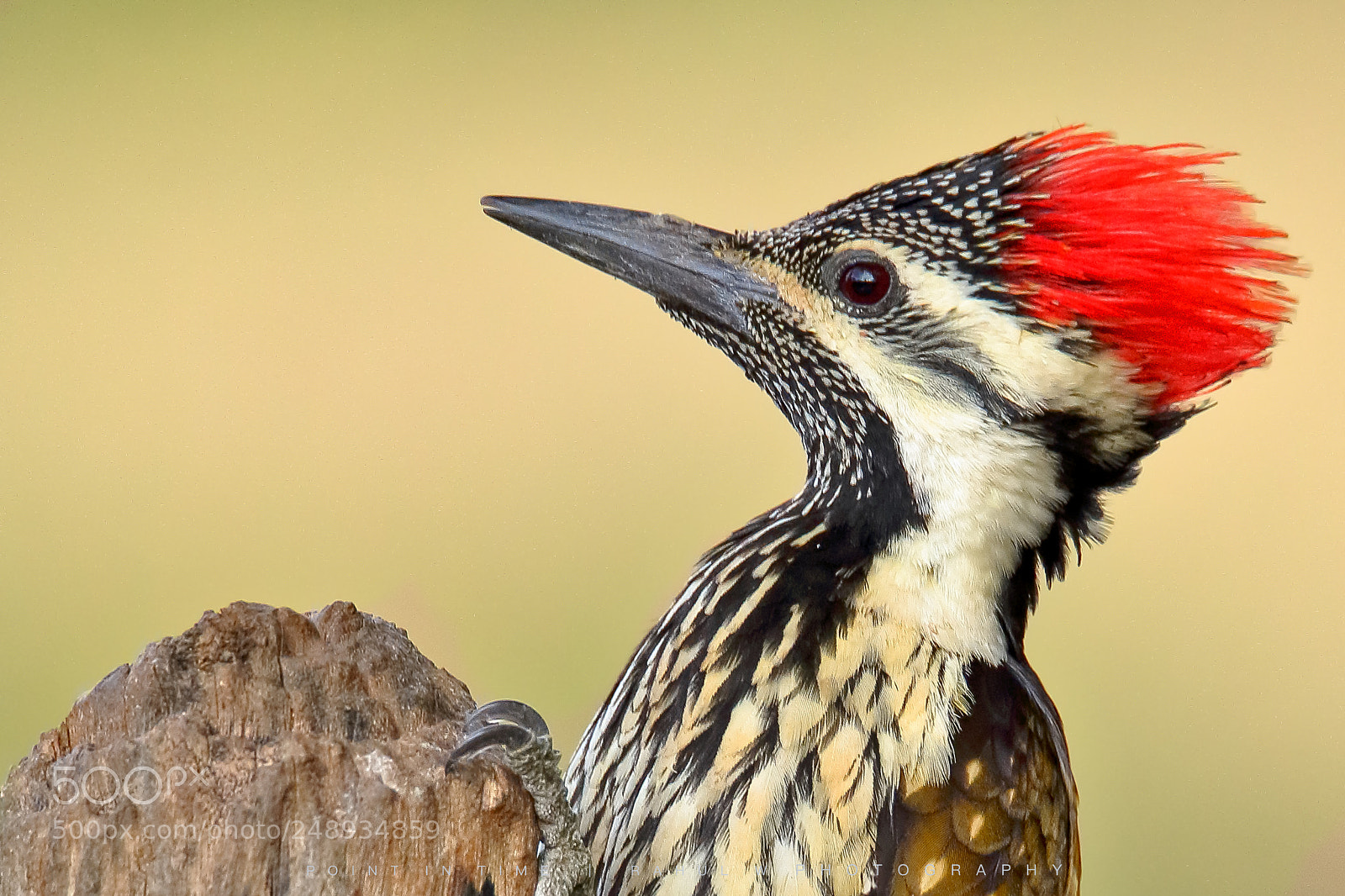 Canon EOS 7D Mark II sample photo. Leaser golden back woodpecker photography