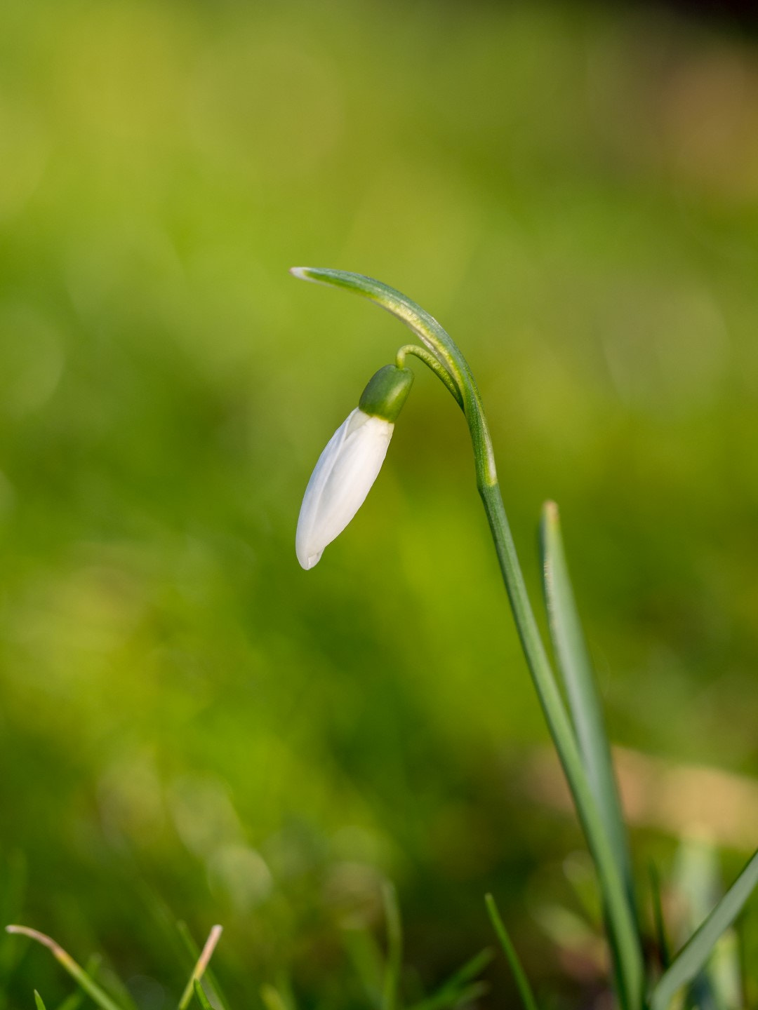 Olympus PEN E-PM2 sample photo. Spring photography