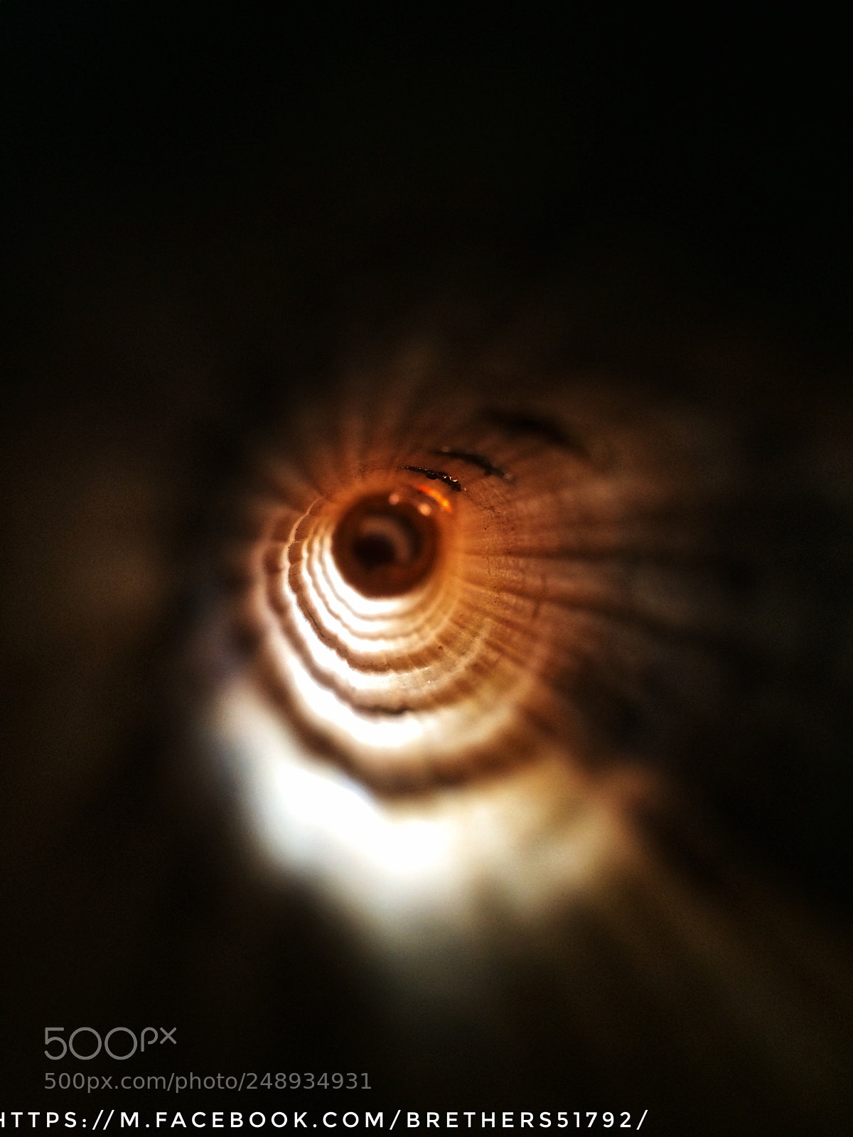 Apple iPhone 5s sample photo. Inside a reed photography