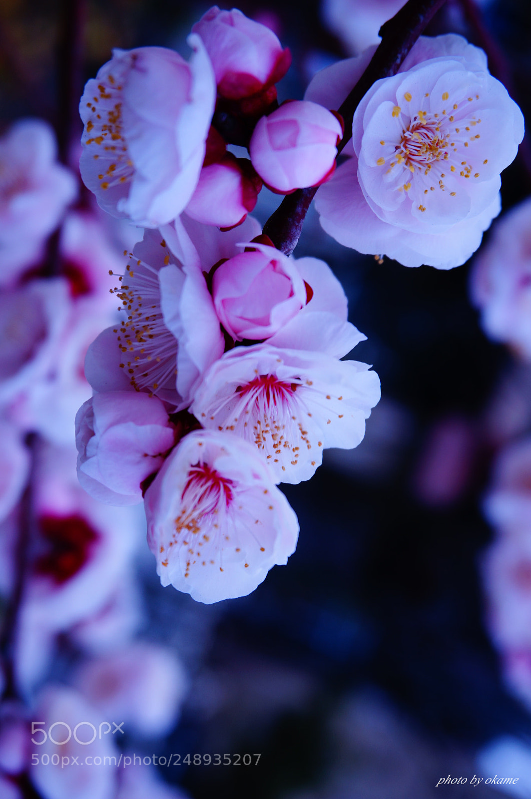 Sony Alpha NEX-5R sample photo. Plum blossom photography