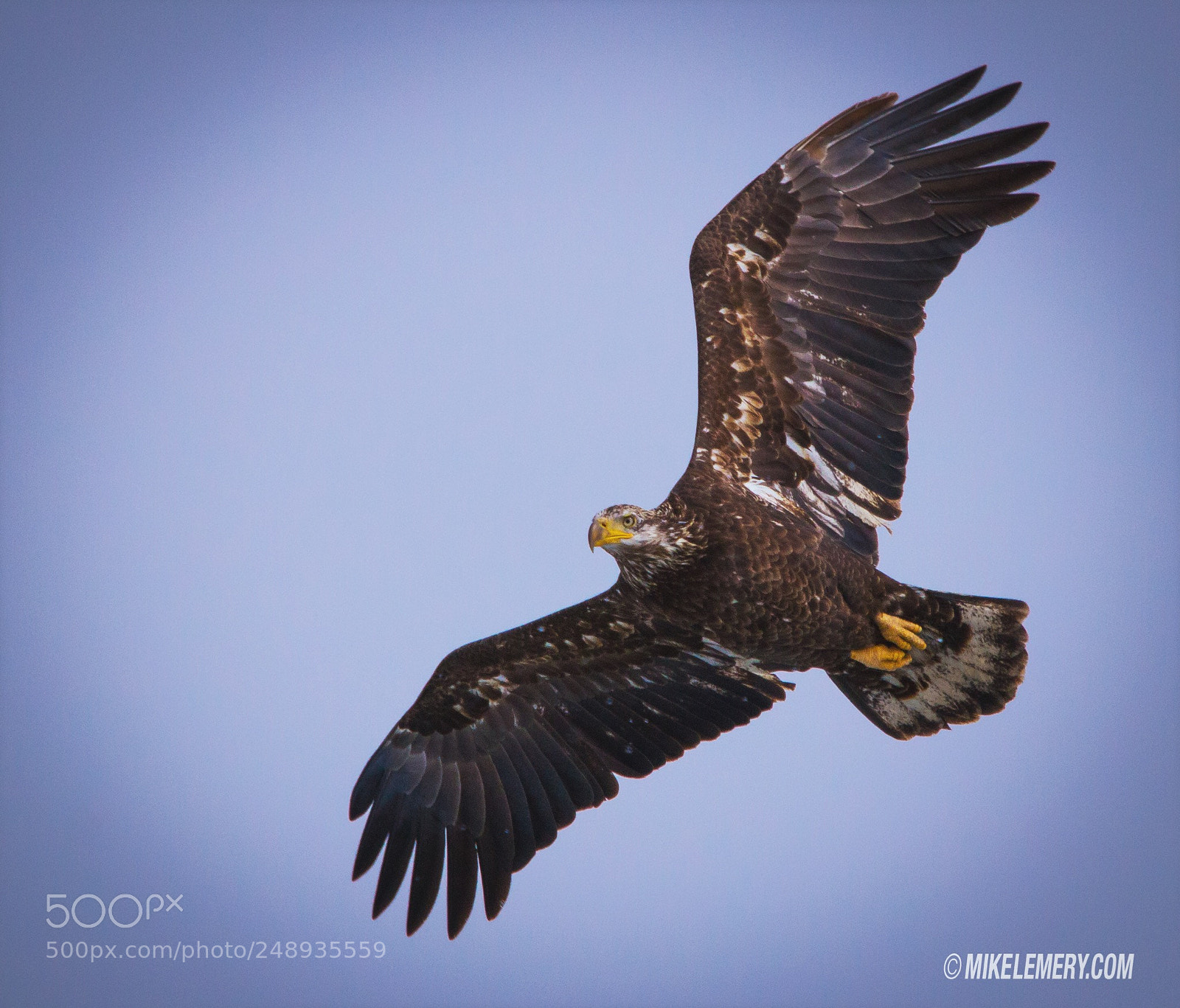 Canon EOS 60D sample photo. Immature bald eagle photography