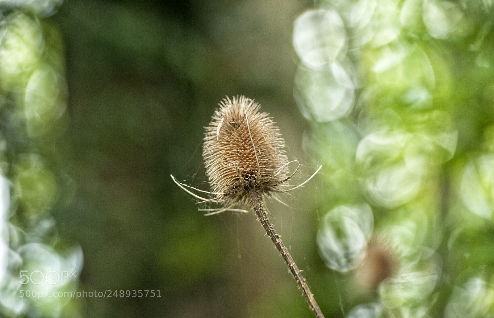 Nikon D700 sample photo. Bokeh background photography
