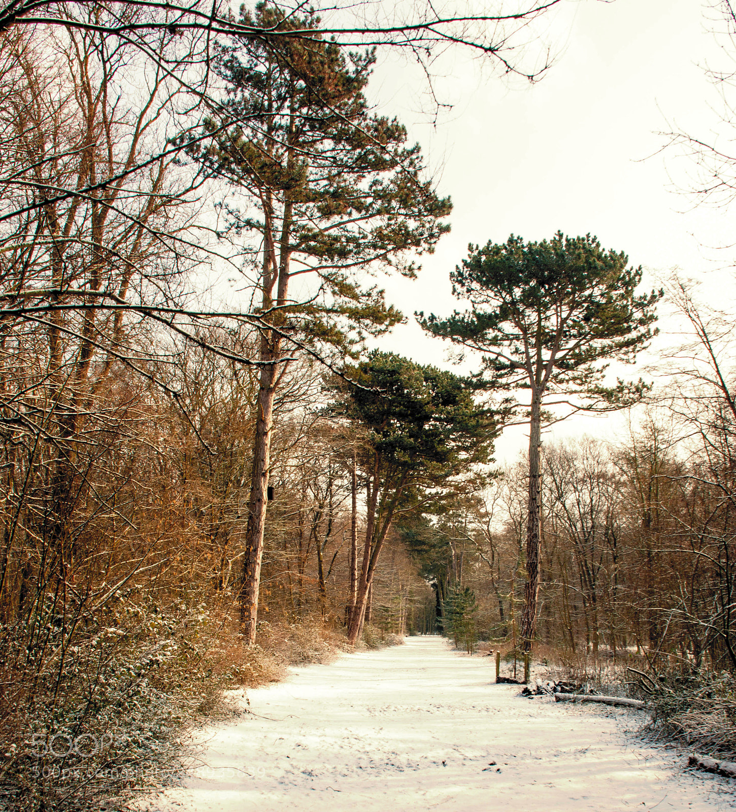 Canon EOS 450D (EOS Rebel XSi / EOS Kiss X2) sample photo. Snowy walk before lunch photography