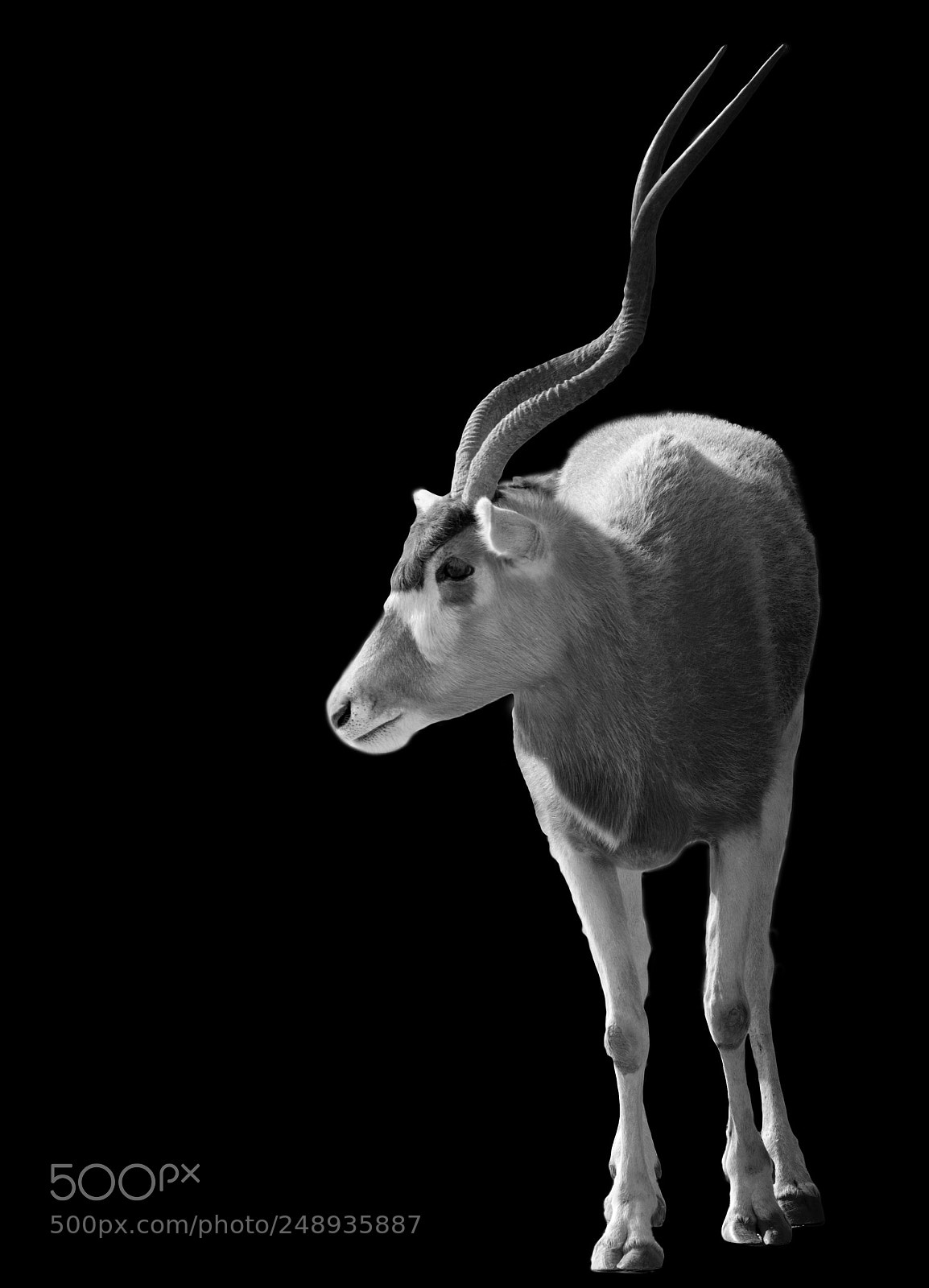 Nikon D7100 sample photo. Animal photography