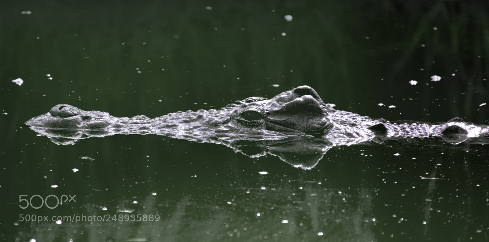 Nikon D7100 sample photo. Animal photography