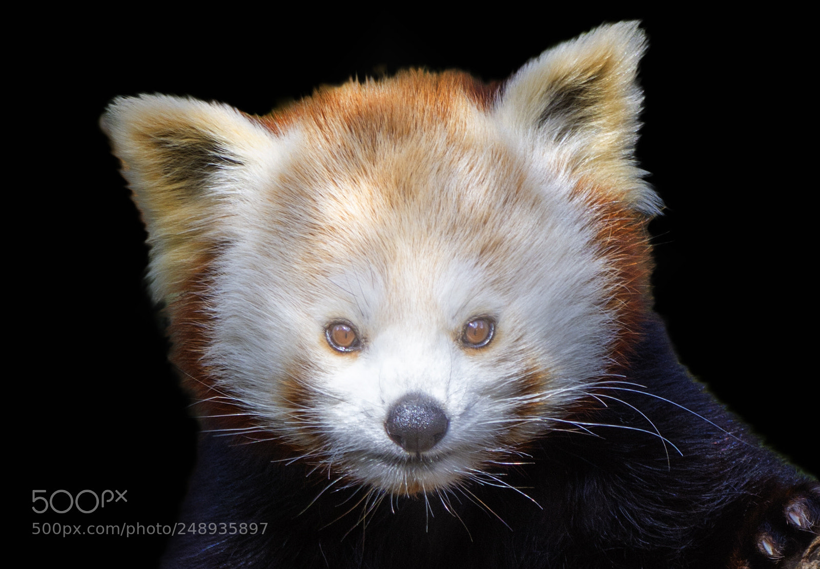 Nikon D7100 sample photo. Animal photography