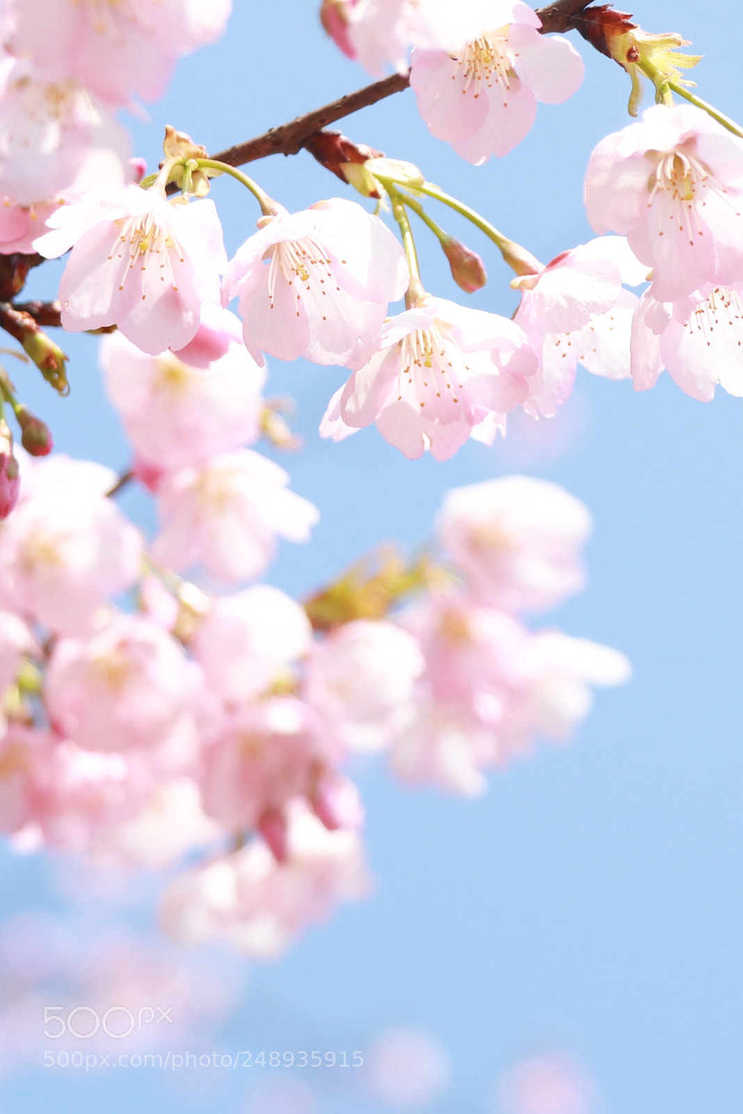 Canon EOS 80D sample photo. Sakura~ photography