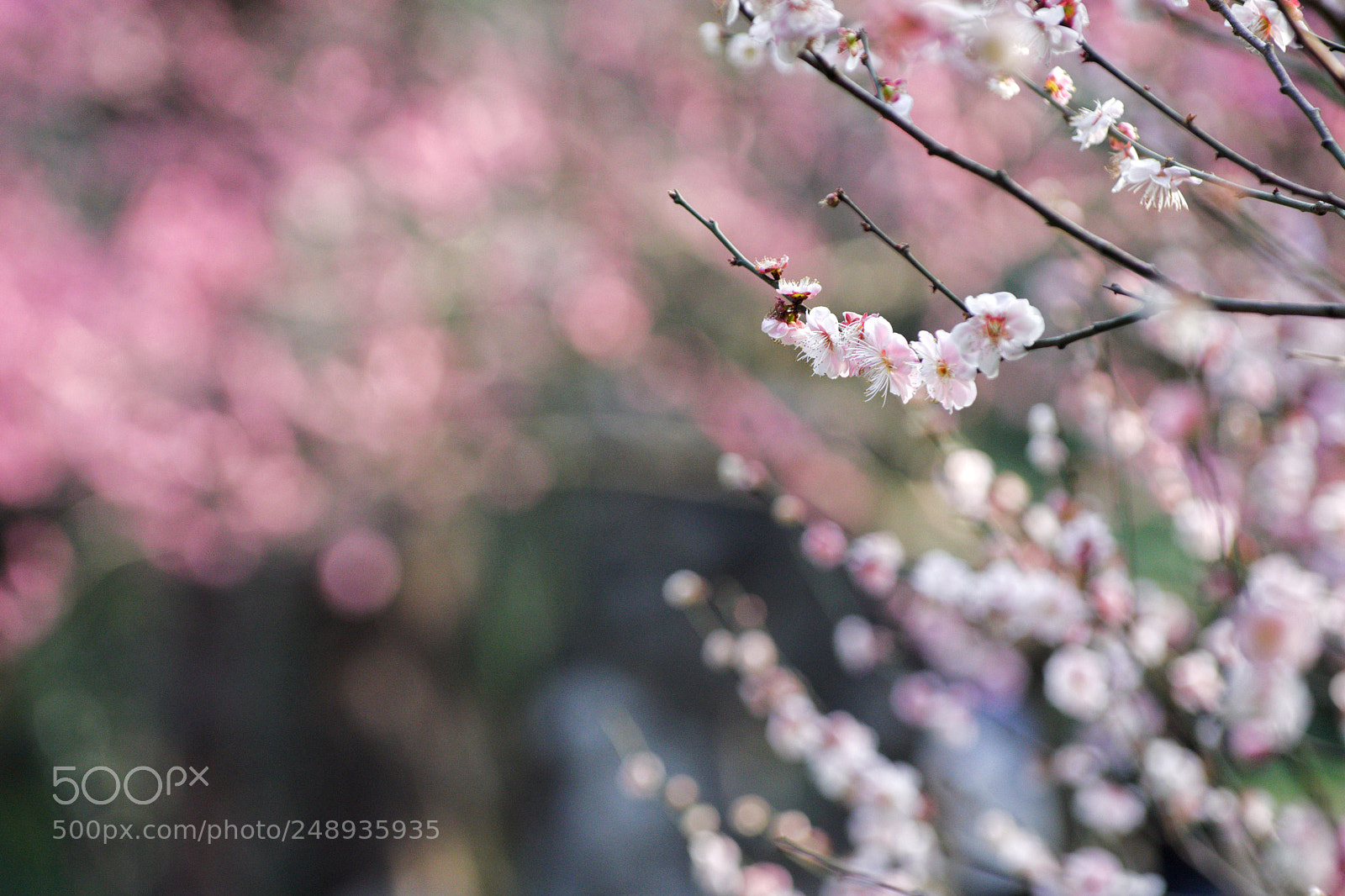 Pentax K-3 II sample photo. Spring is coming, v photography
