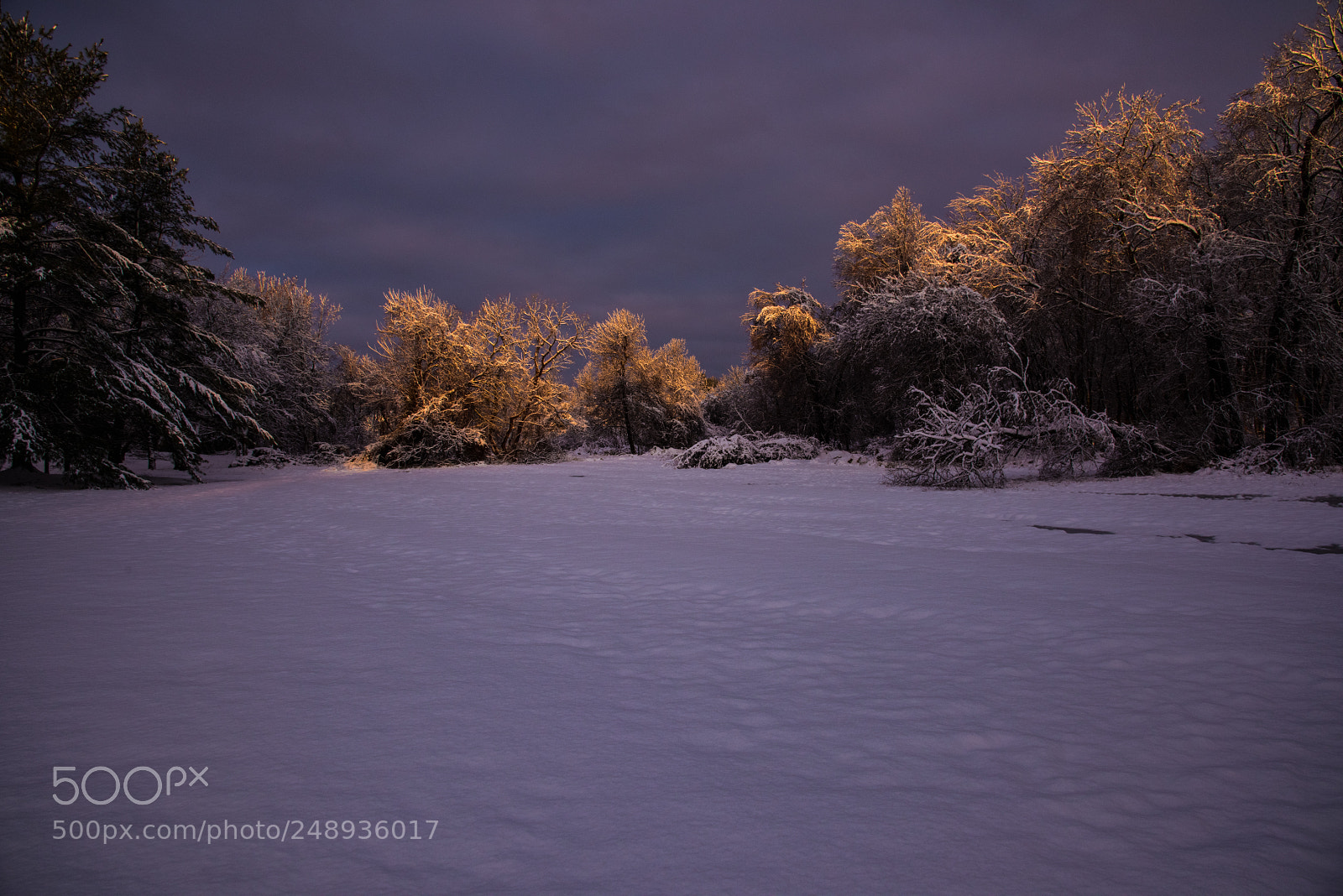 Nikon D810 sample photo. Winter meadow photography